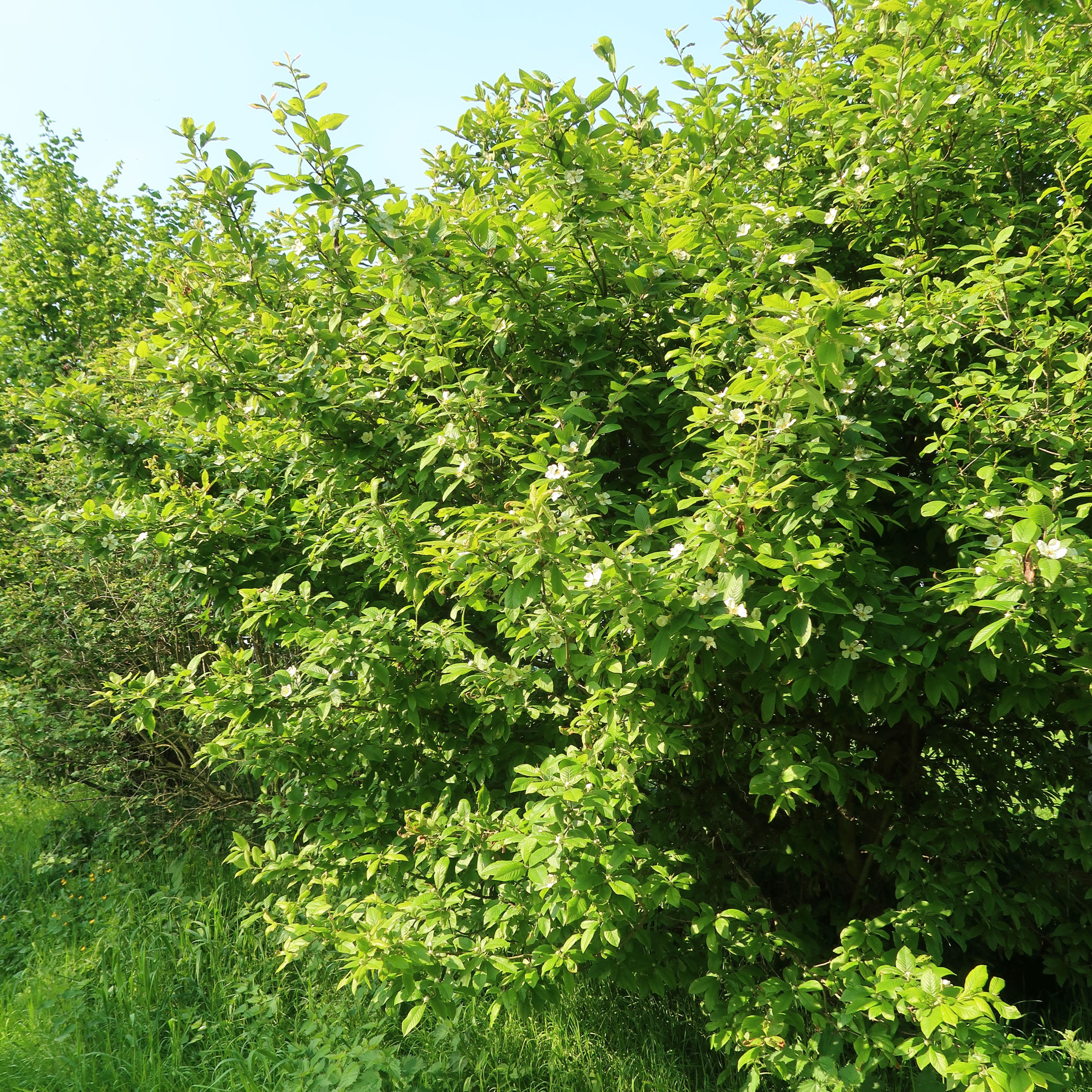 crataegus_germanica10md