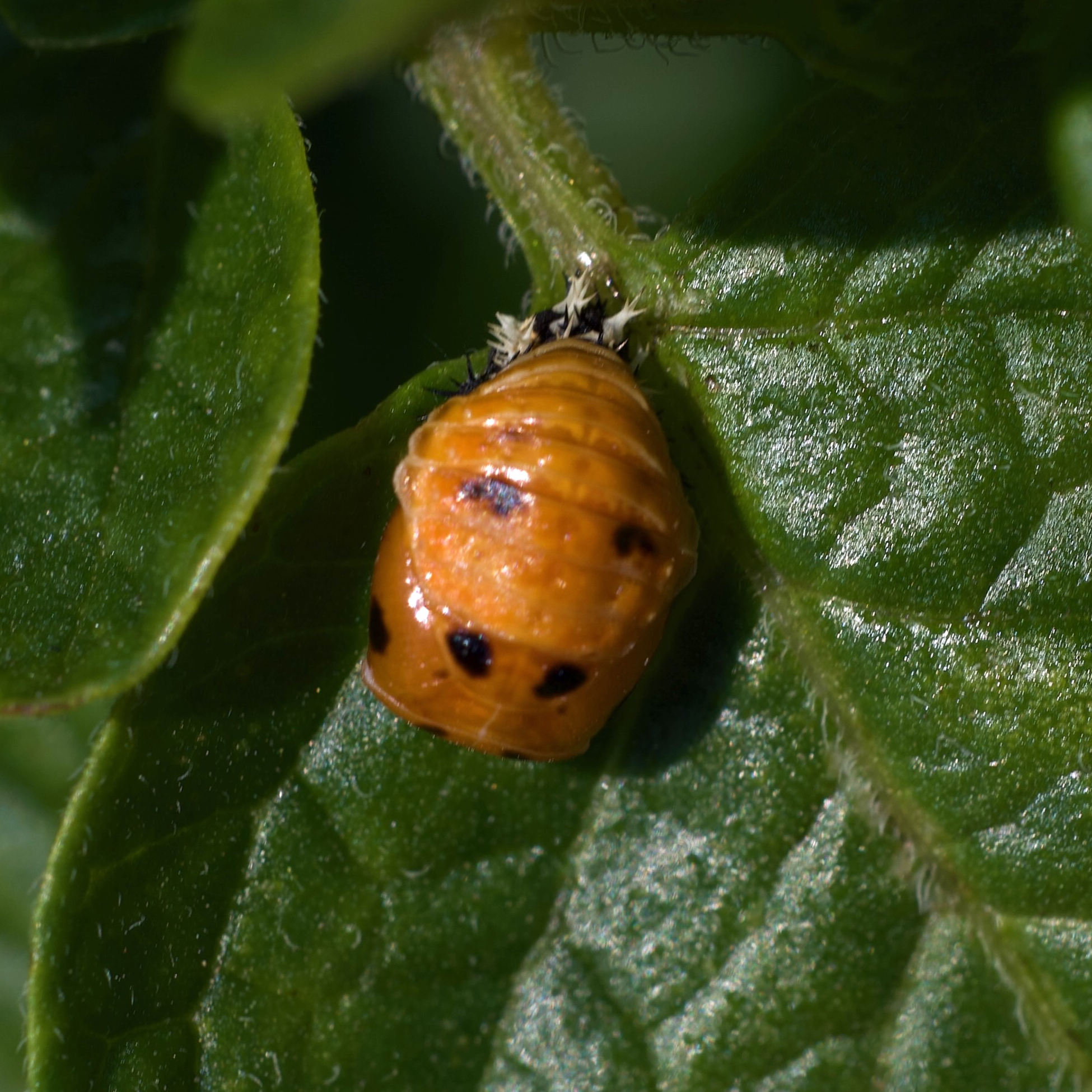 Afficher le média harmonia_axyridis22md harmonia_axyridis22md