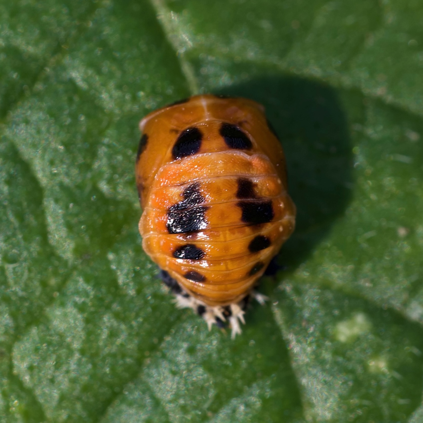 Afficher le média harmonia_axyridis23md harmonia_axyridis23md