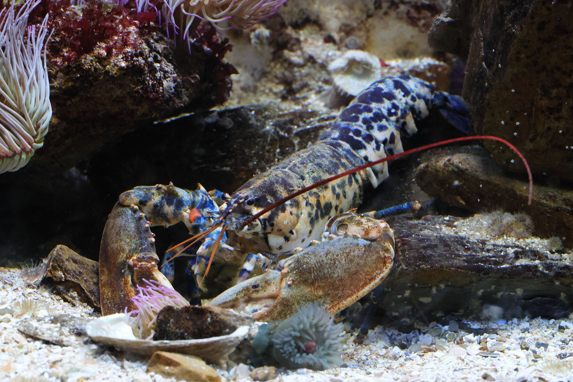 Afficher le média homarus_gammarus6md homarus_gammarus6md
