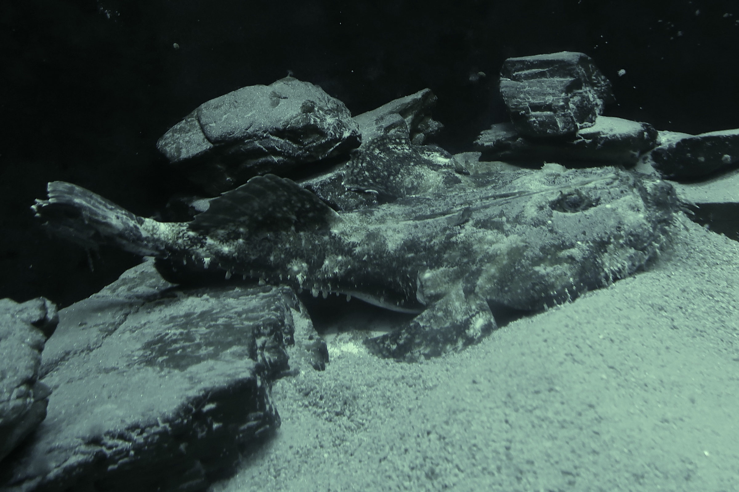 lophius_piscatorius3md