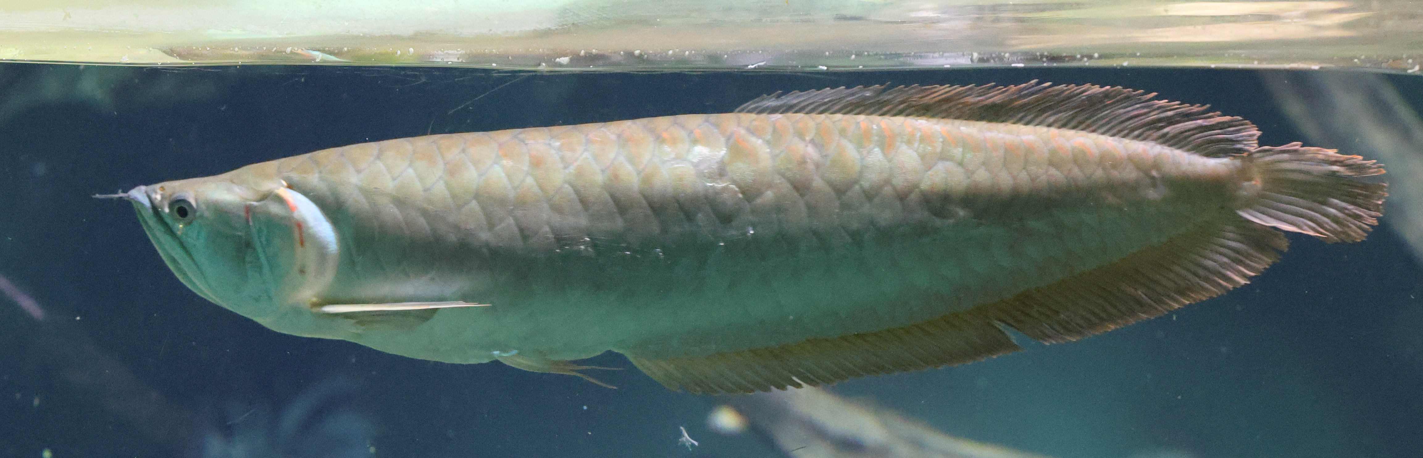 Afficher le média osteoglossum_bicirrhosum4md osteoglossum_bicirrhosum4md