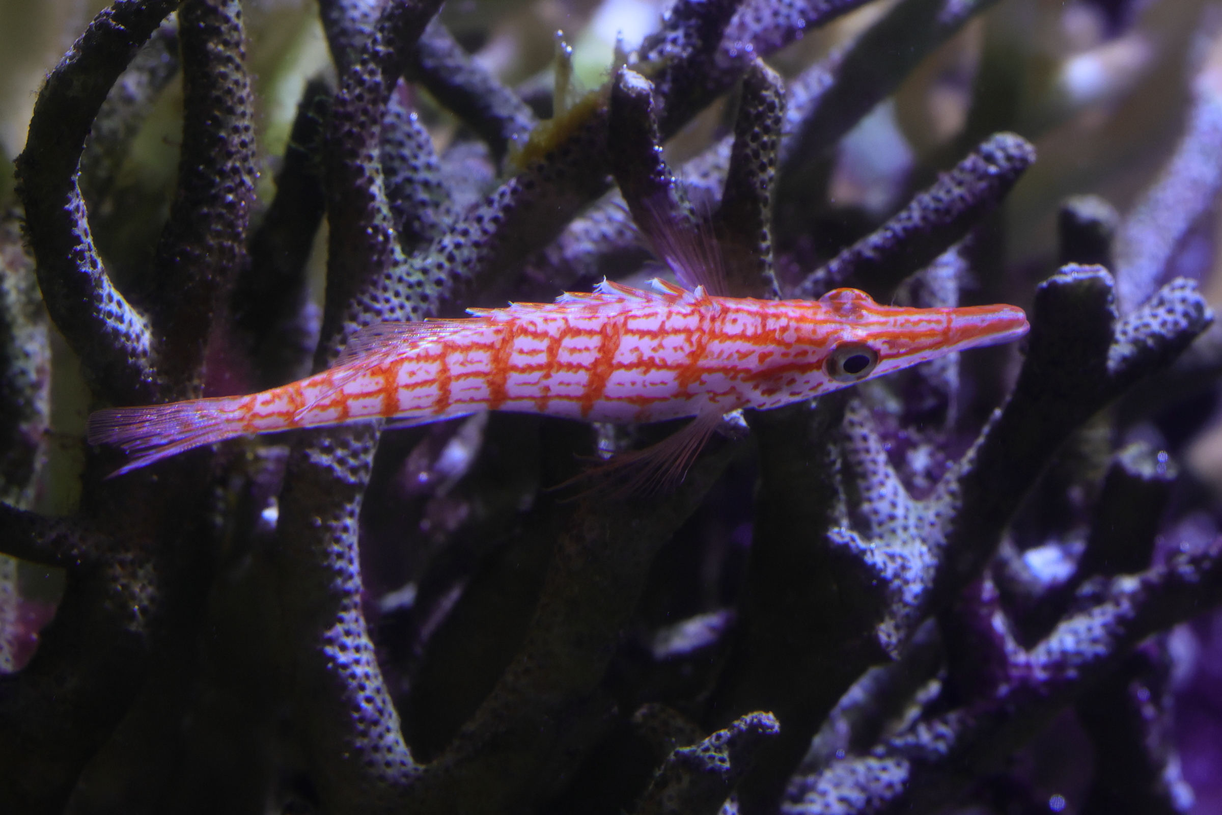 Afficher le média oxycirrhites_typus4md oxycirrhites_typus4md