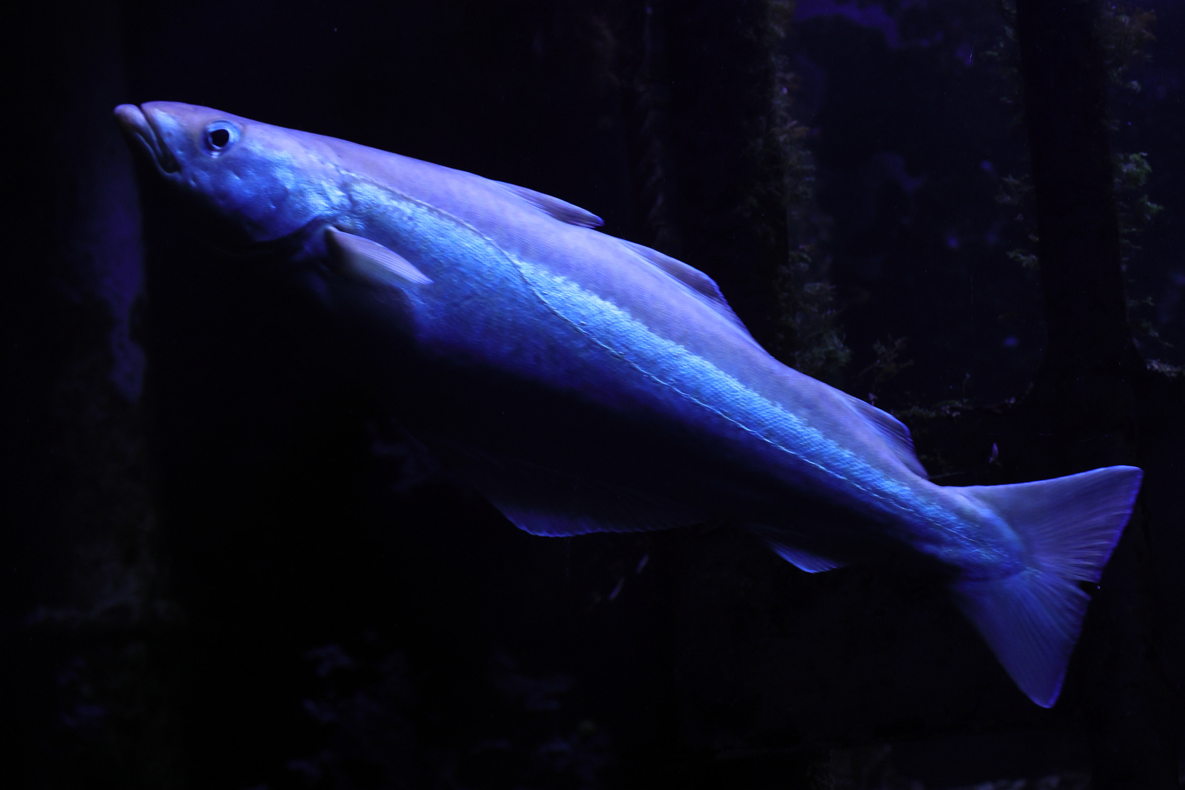 pollachius_pollachius2md