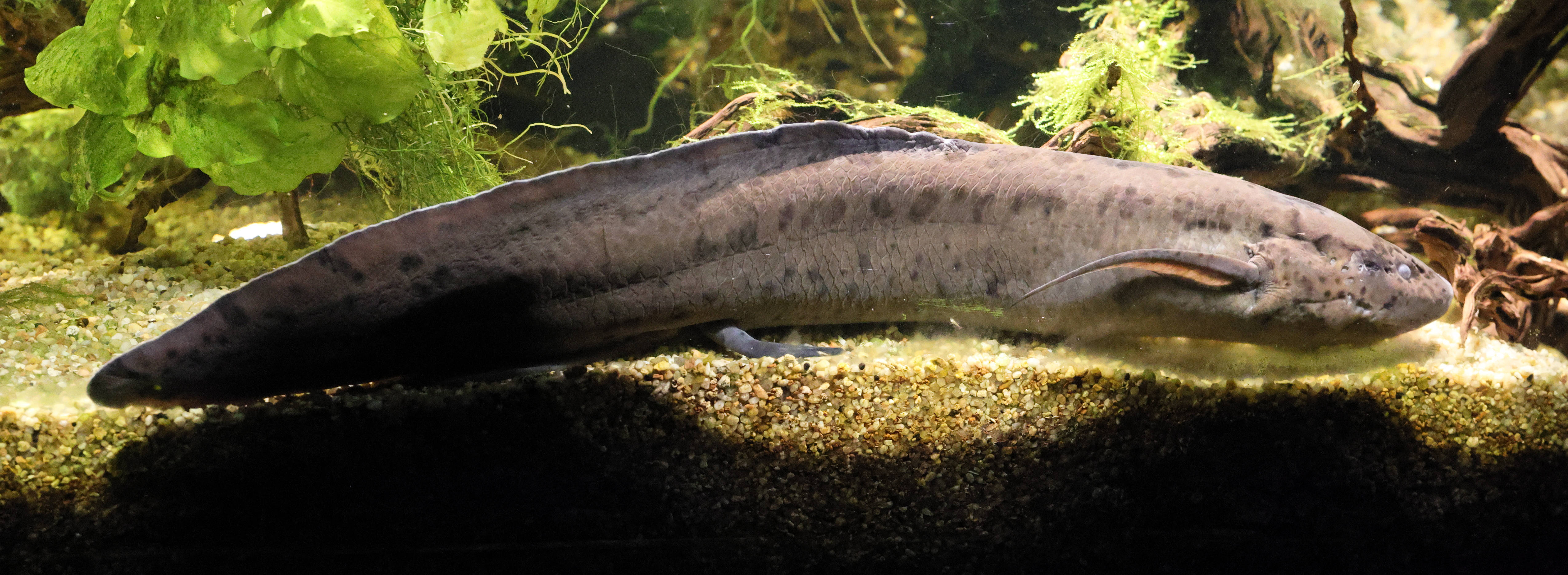 protopterus_annectens3md