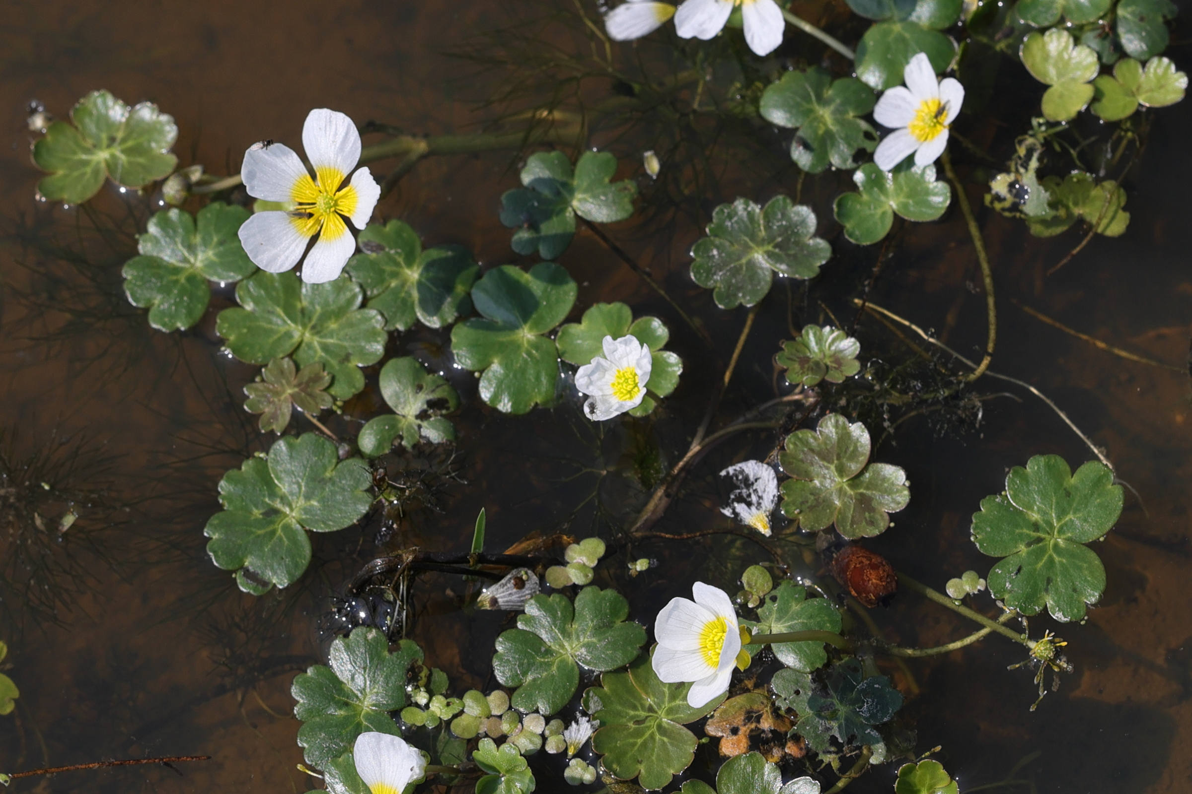 ranunculus_peltatus2md