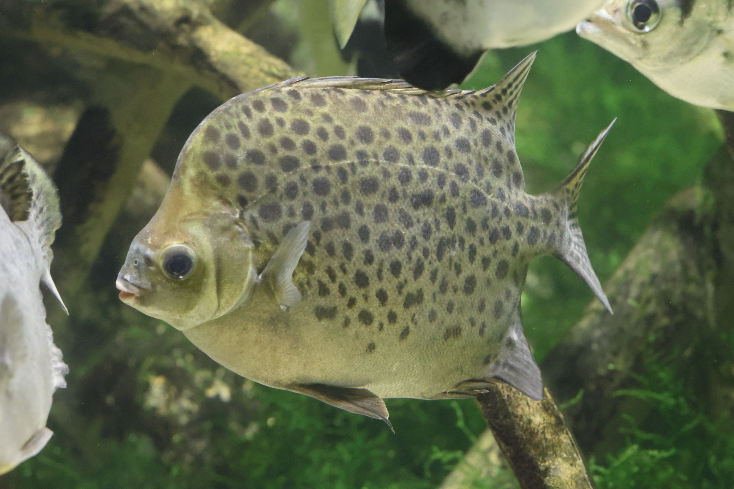 scatophagus_argus2md