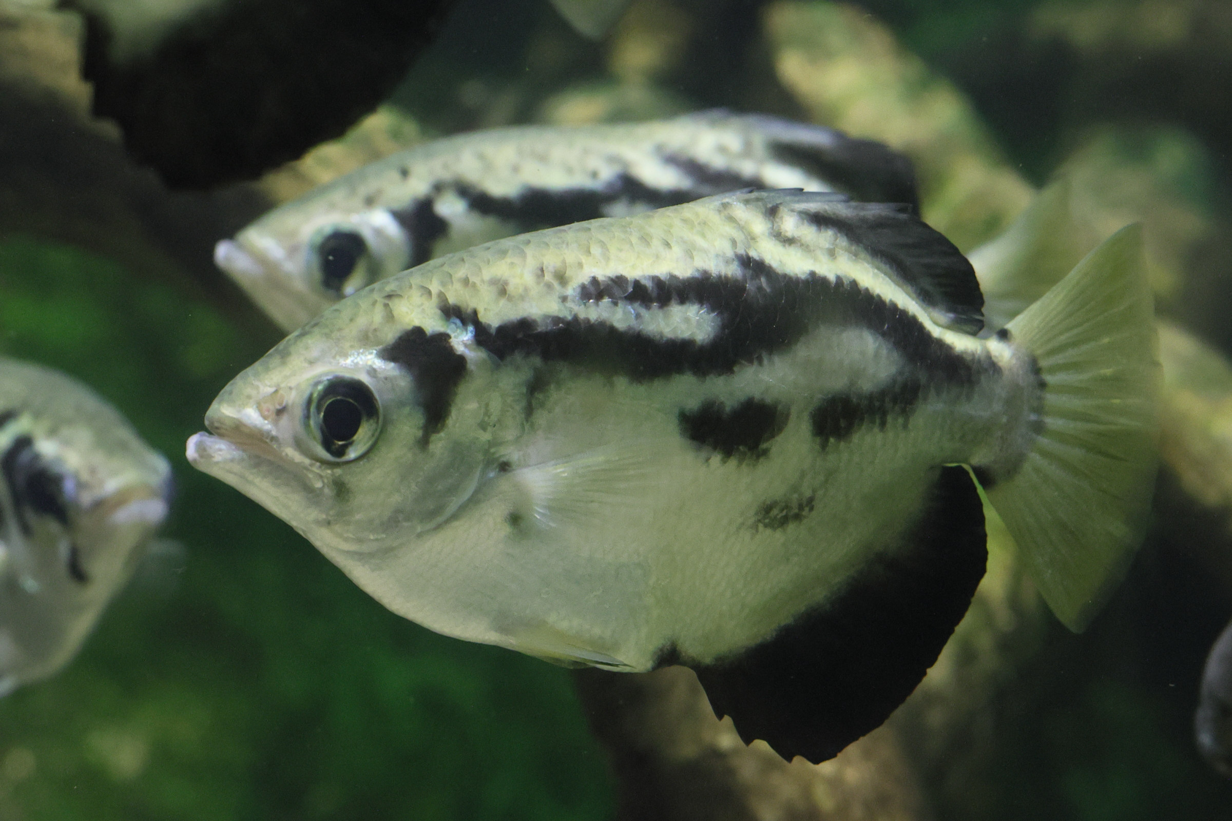 toxotes_jaculatrix1md