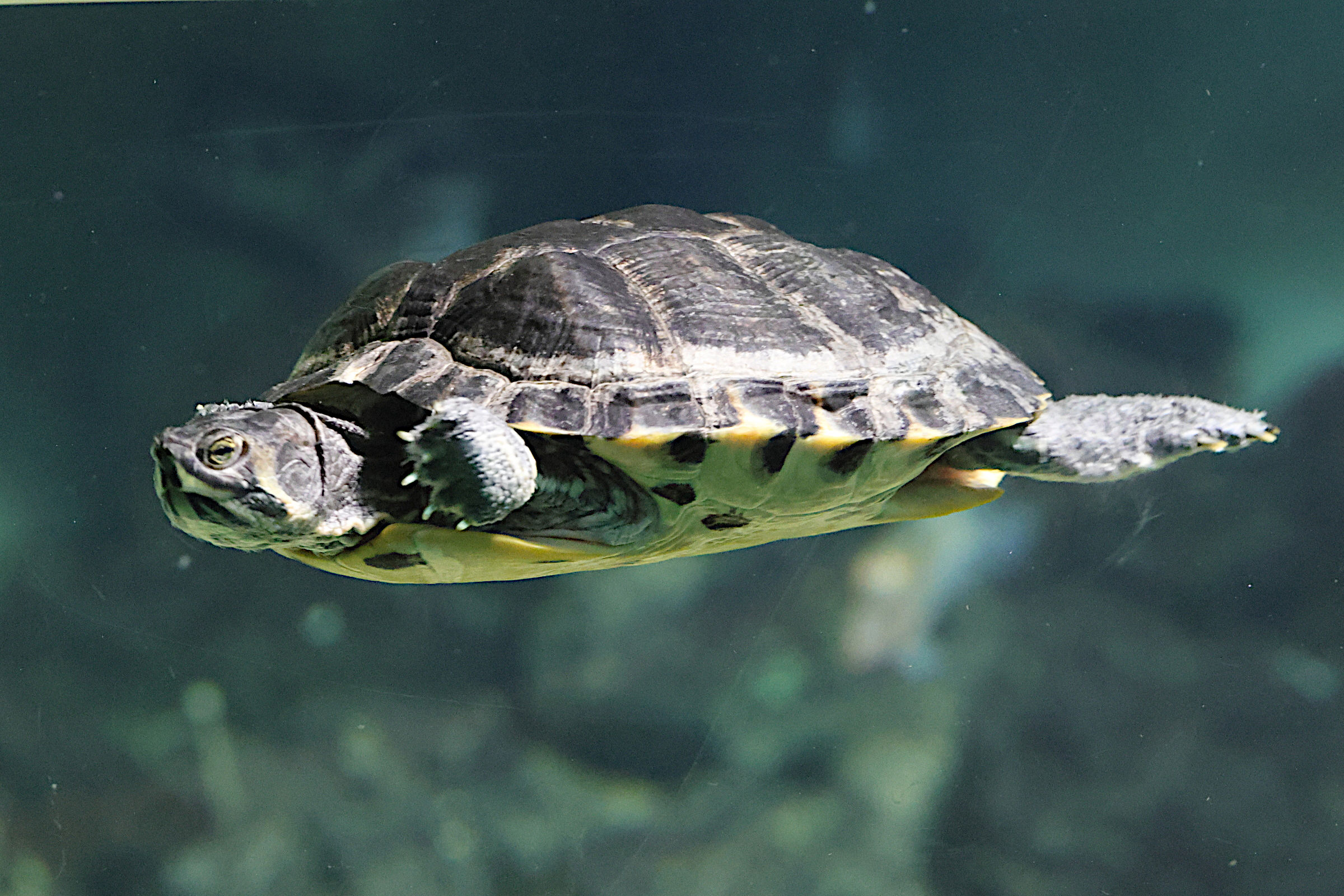 trachemys_scripta5md