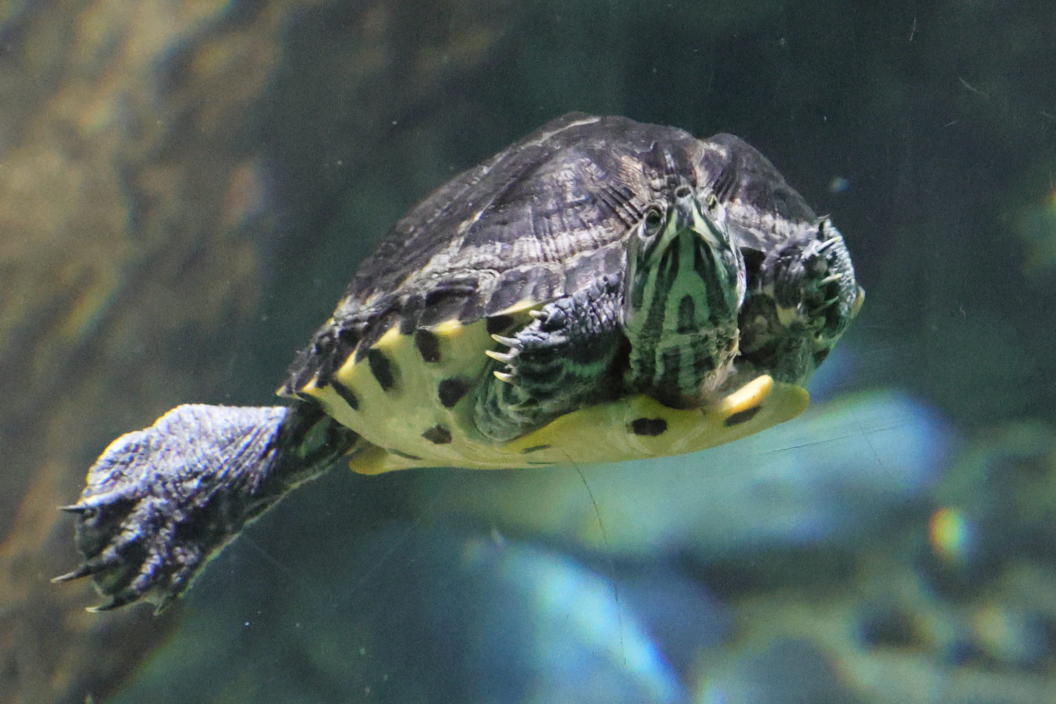 trachemys_scripta6md