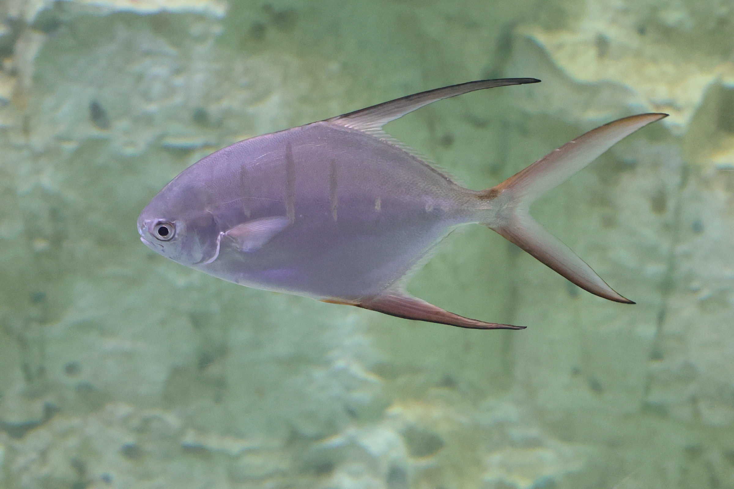 trachinotus_goodei2md