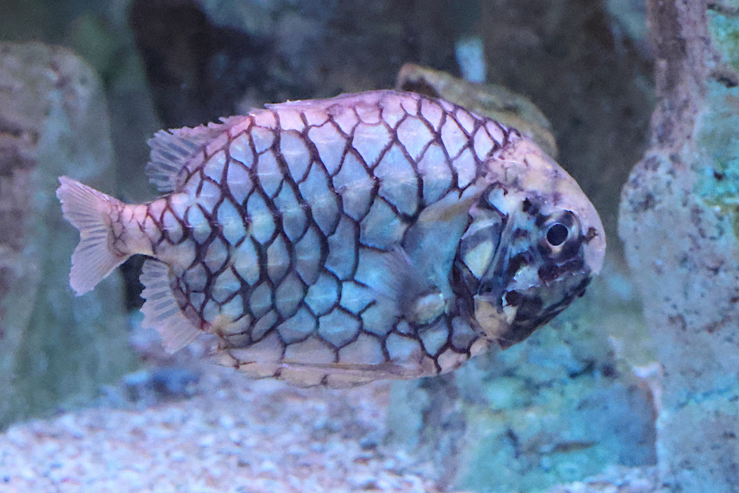 cleidopus_gloriamaris1bd