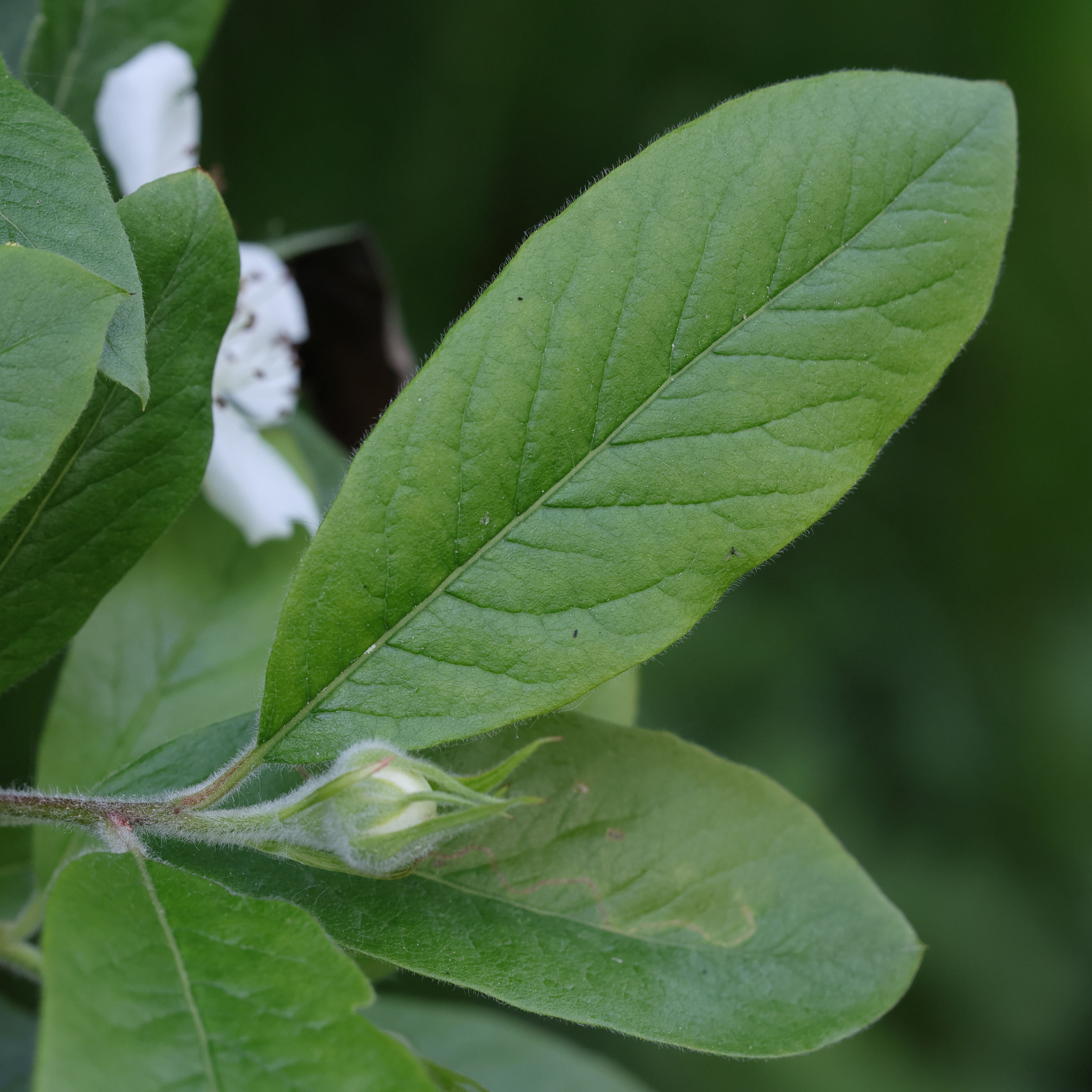 crataegus_germanica11md