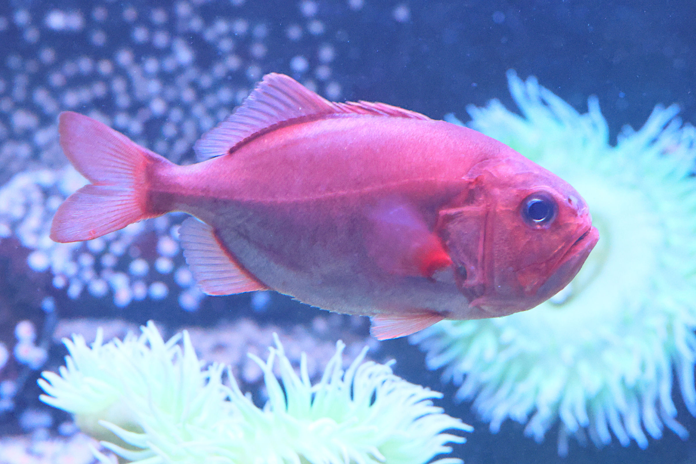 gephyroberyx_japonicus1md