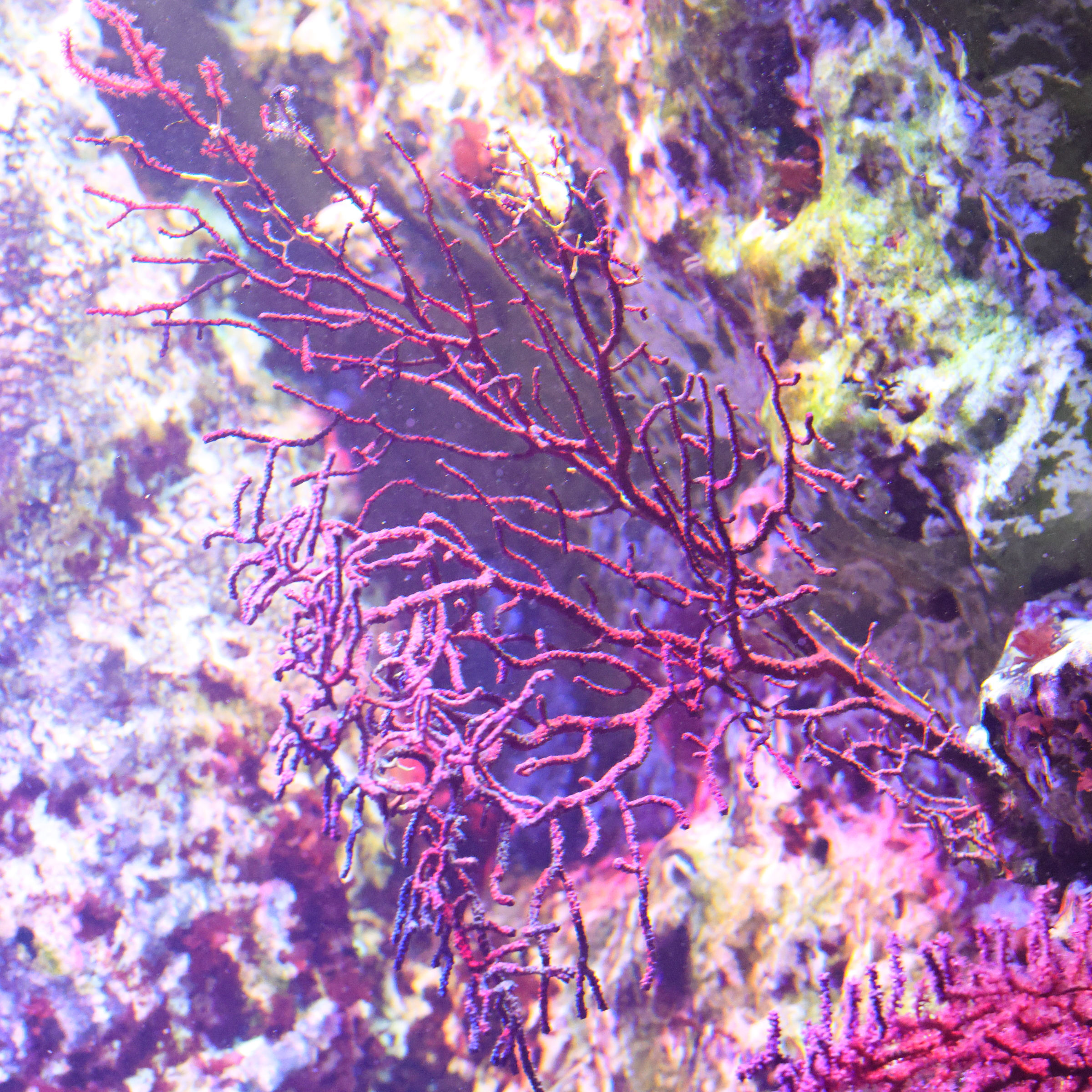 paramuricea_clavata1md