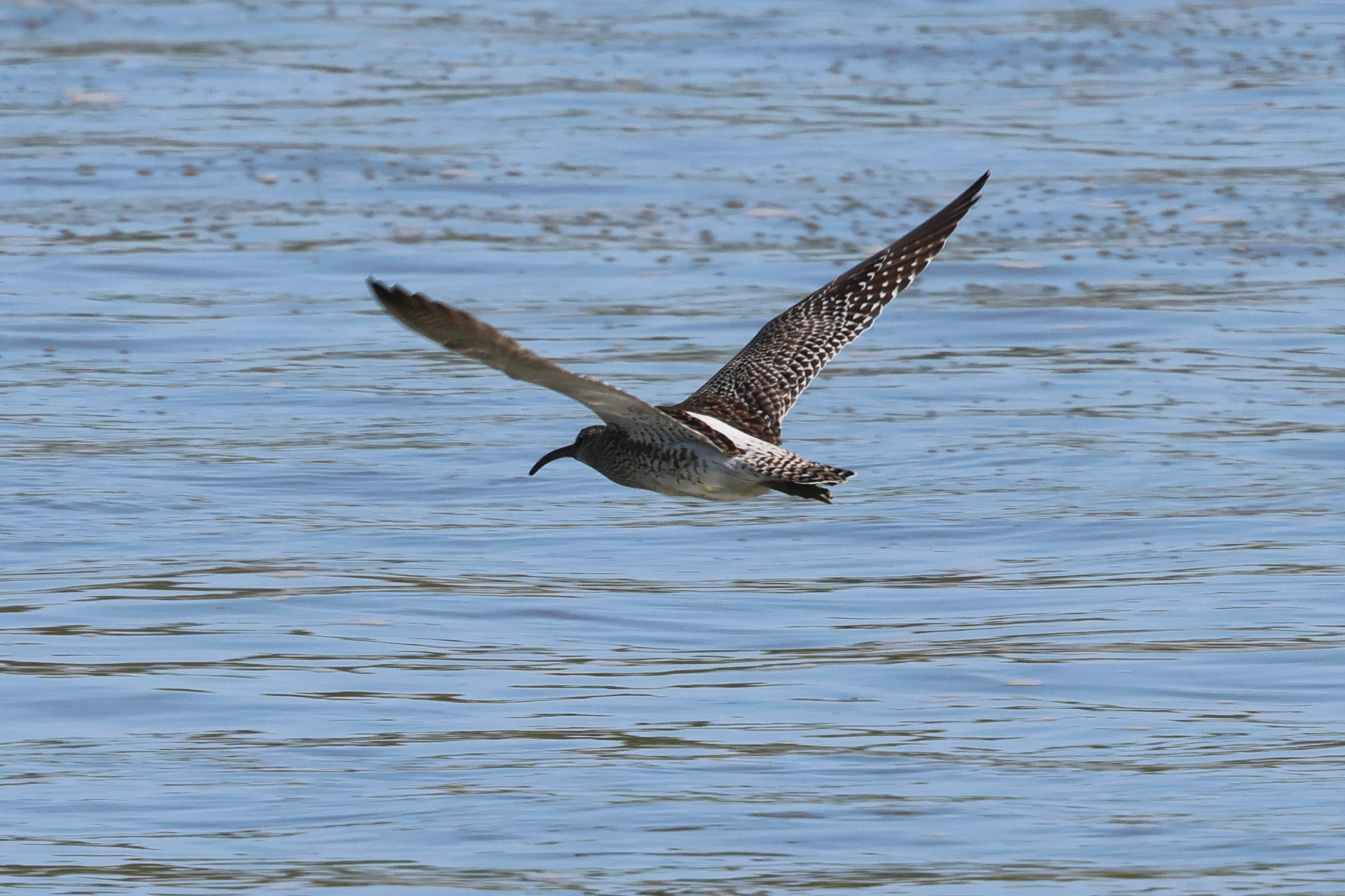 courlis_corlieu_-_numenius_phaeopus8bd