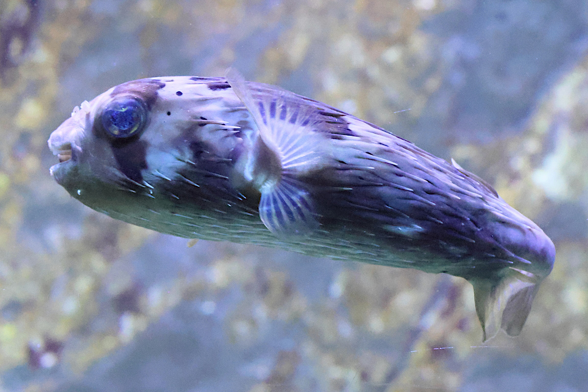 Afficher le média diodon_hystrix2bd diodon_hystrix2bd