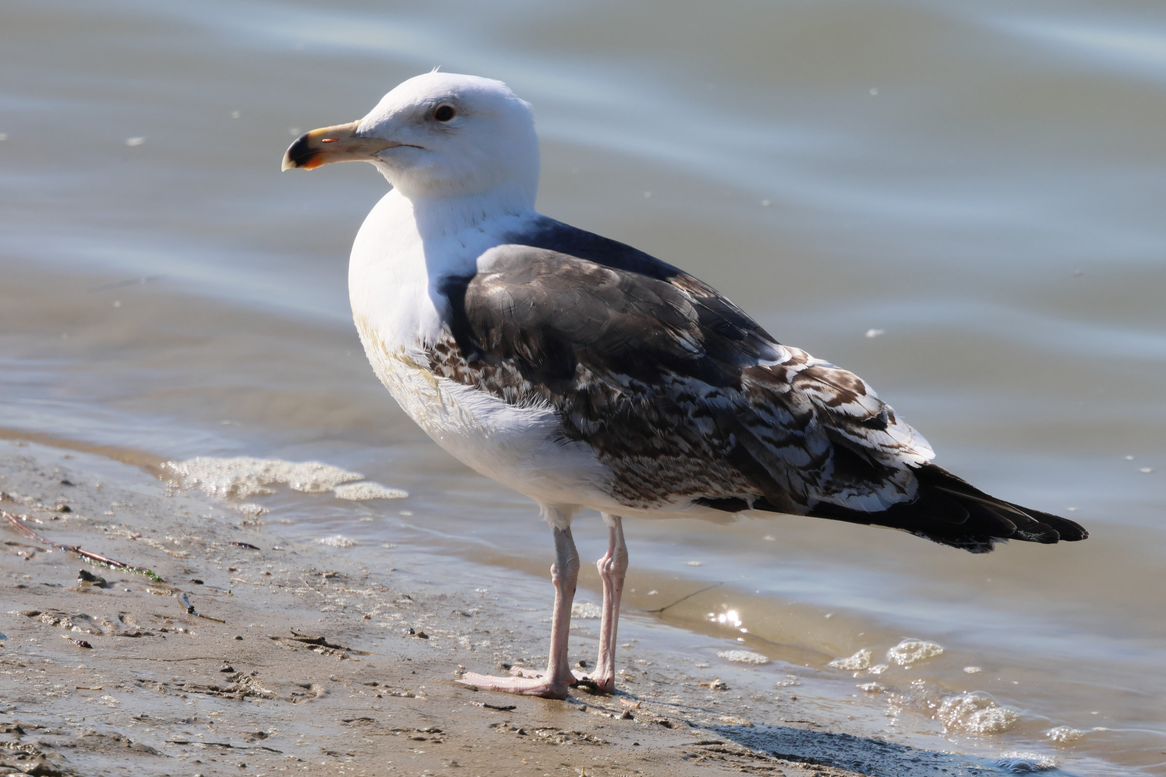 goeland_marin_-_larus_marinus16bd