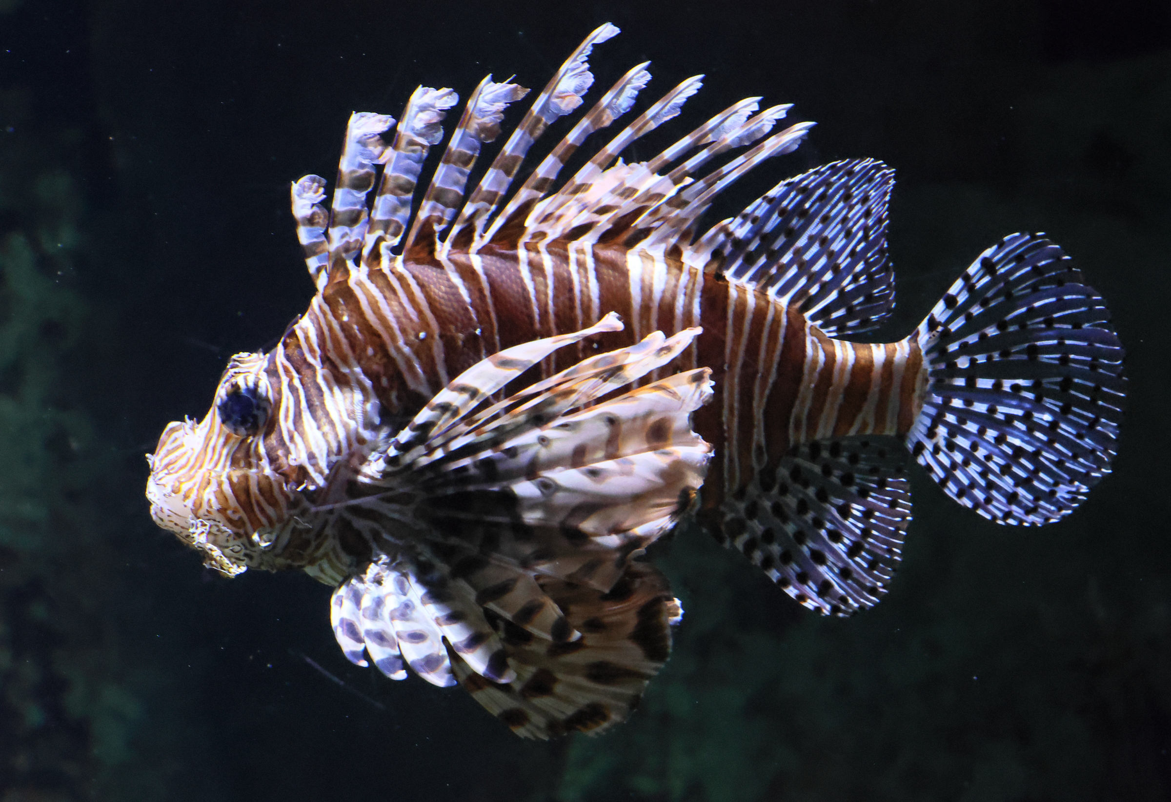 pterois_volitans2bd
