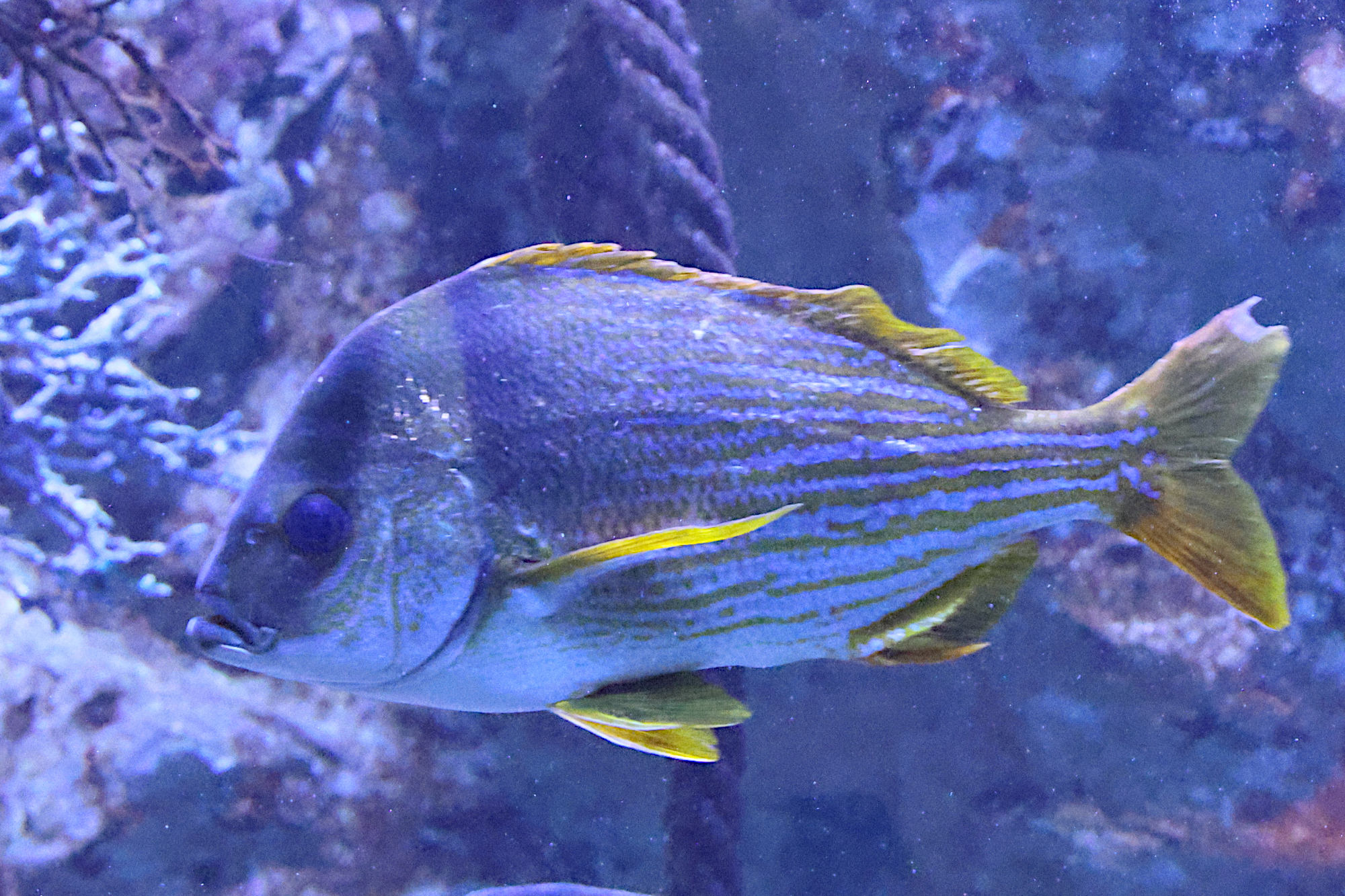 acanthopagrus_bifasciatus1bd