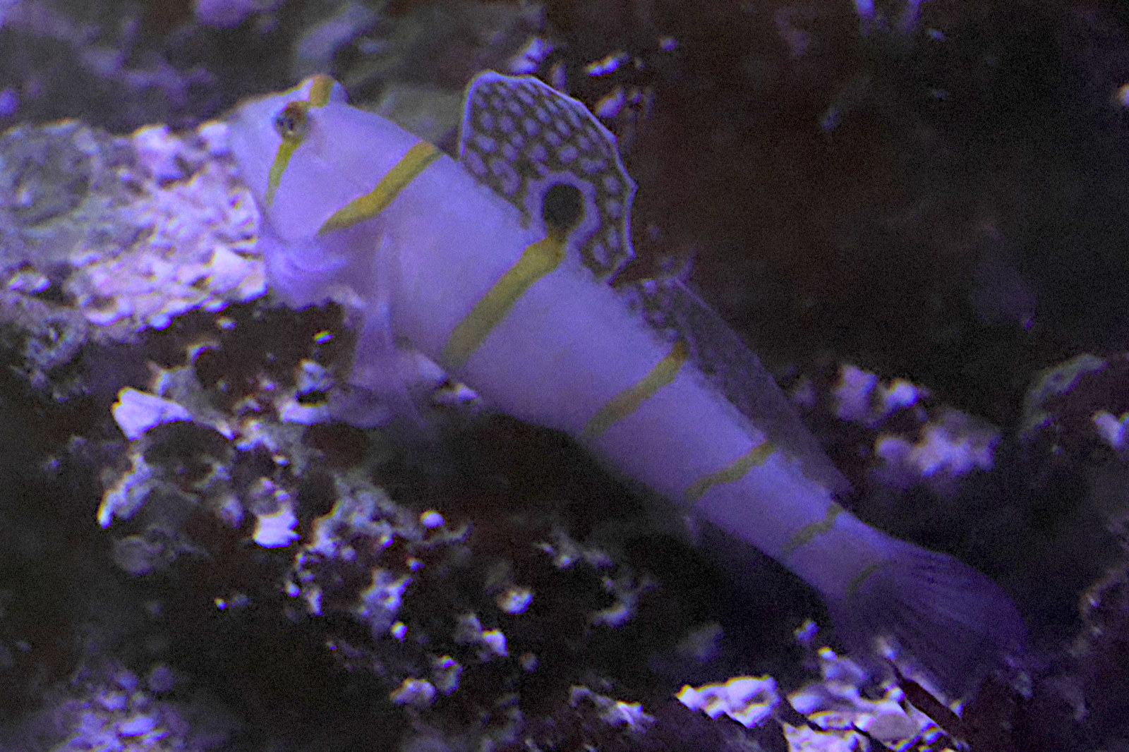 amblyeleotris_randalli1bd