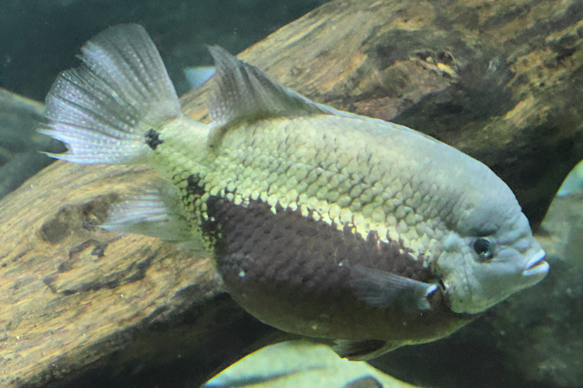 cincelichthys_pearsei1bd