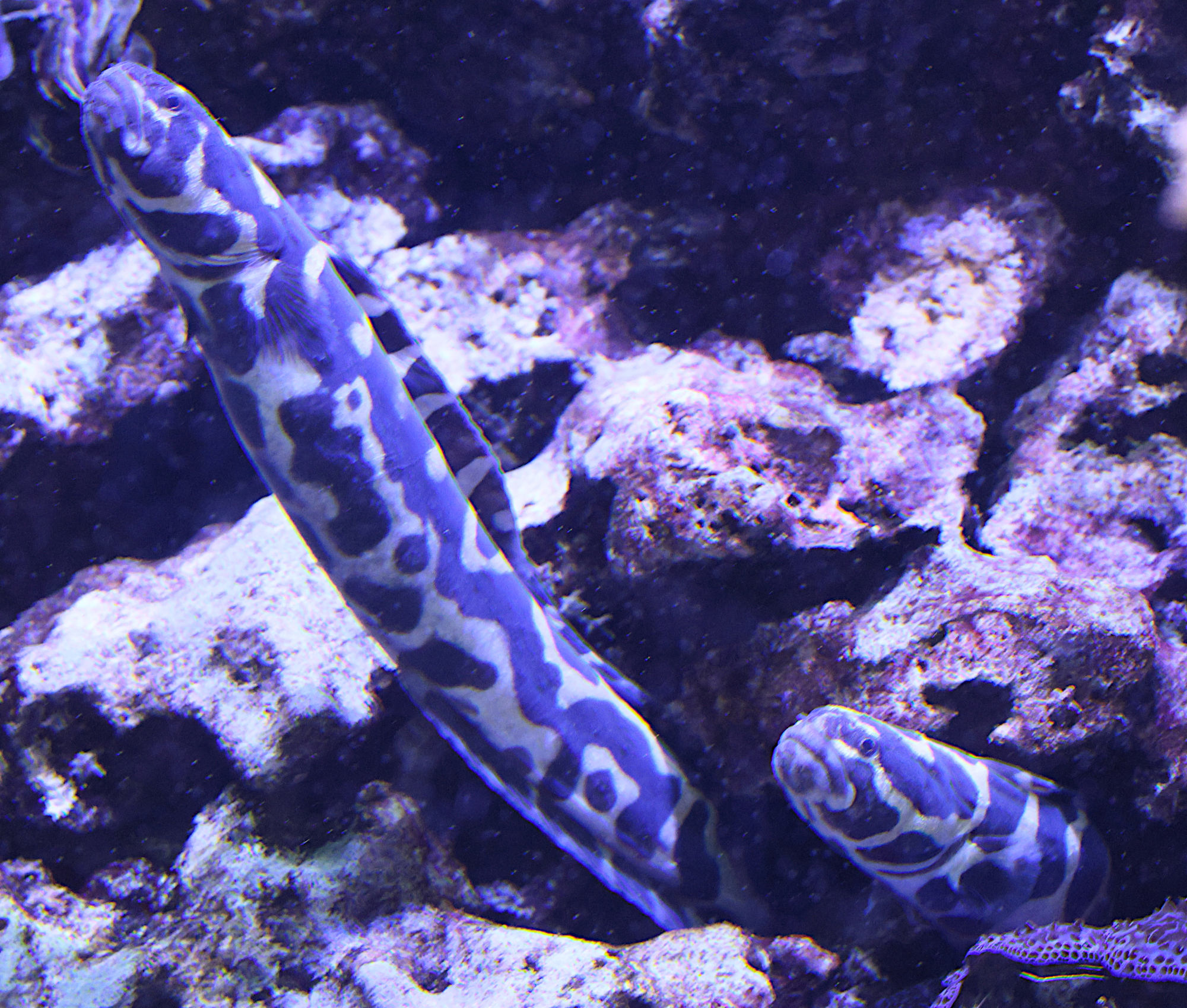 pholidichthys_leucotaenia1bd