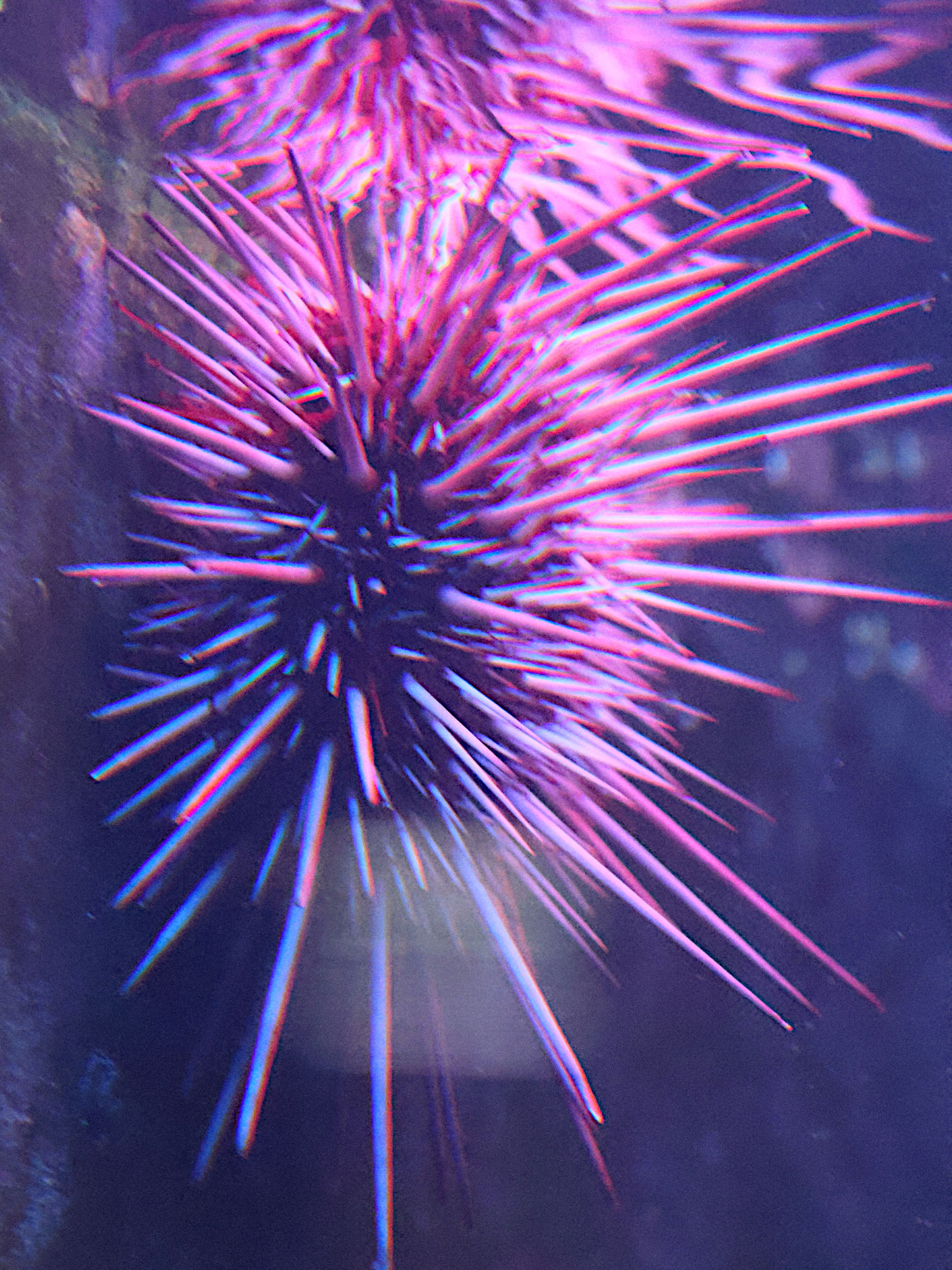 Afficher le média strongylocentrotus_franciscanus1bd strongylocentrotus_franciscanus1bd