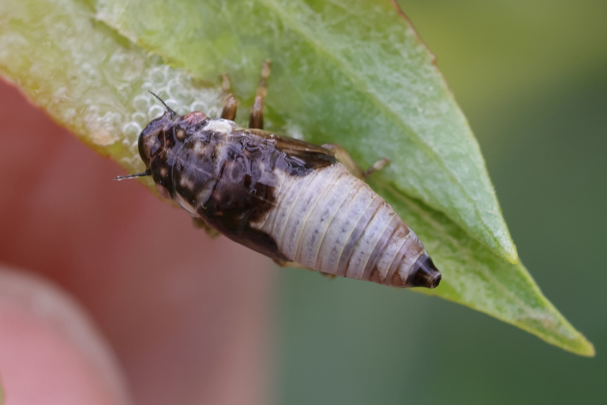 aphrophora_salicina_juv2md