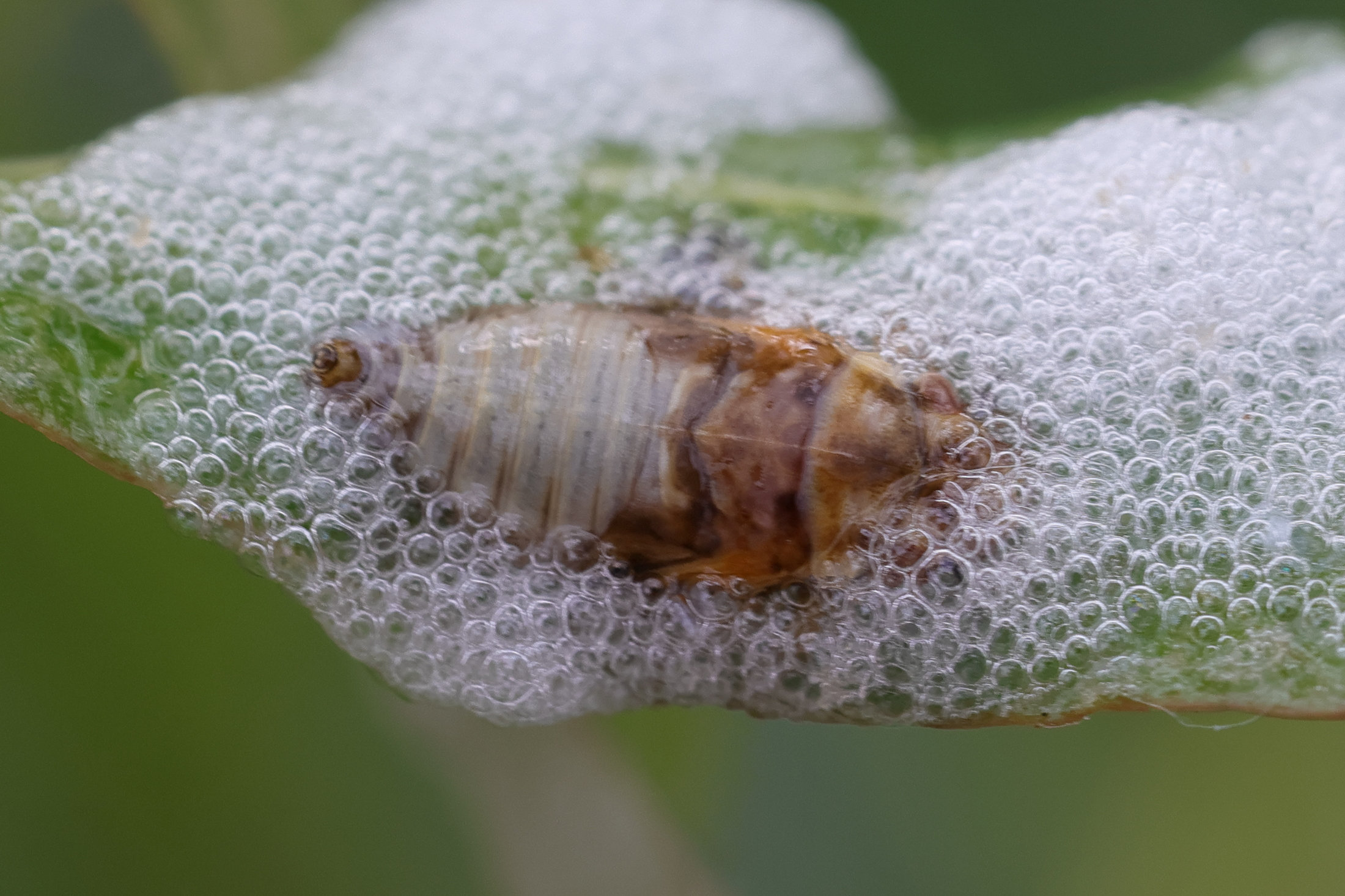 aphrophora_salicina_larv4md