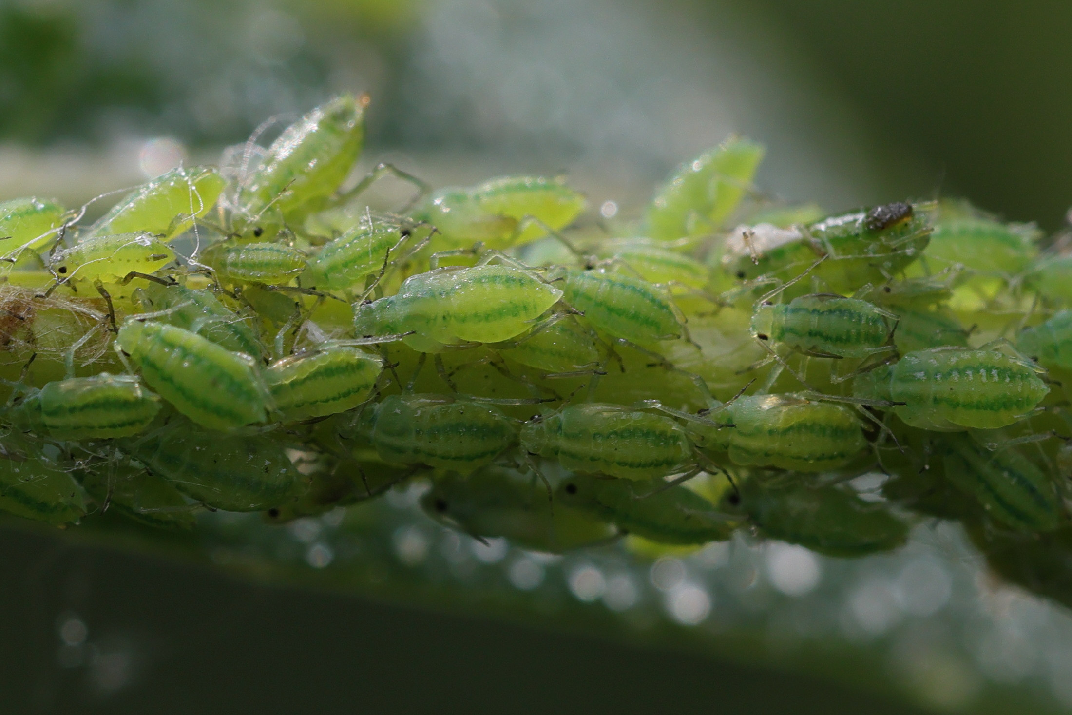 cavariella_aquatica1md