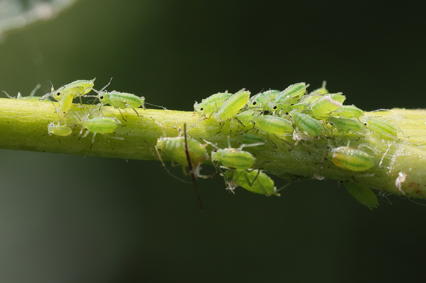 cavariella_aquatica2md