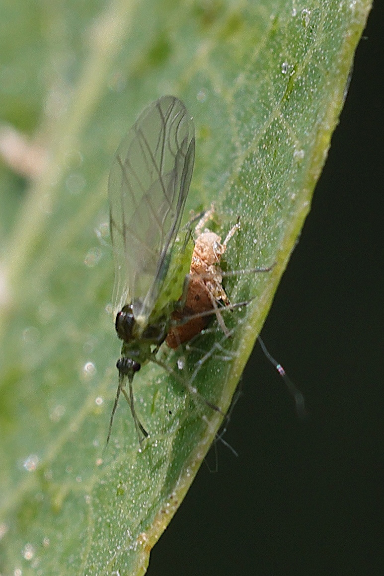 cavariella_aquatica3md