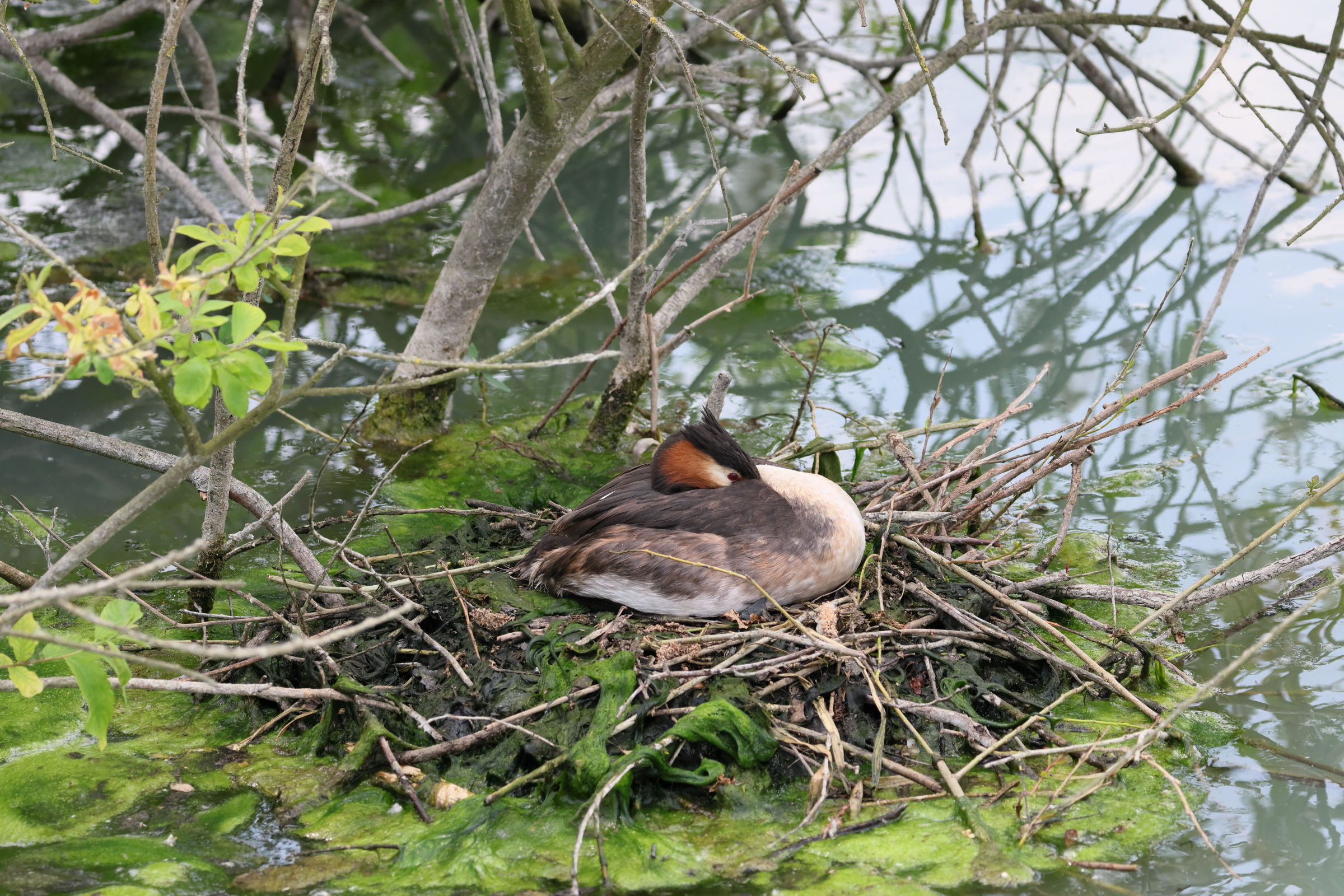 grebe_huppe_-_podiceps_cristatus20bd