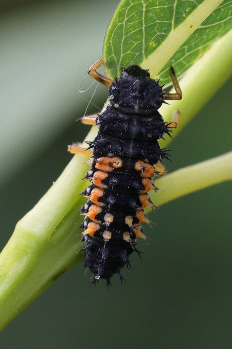 Afficher le média harmonia_axyridis24md harmonia_axyridis24md