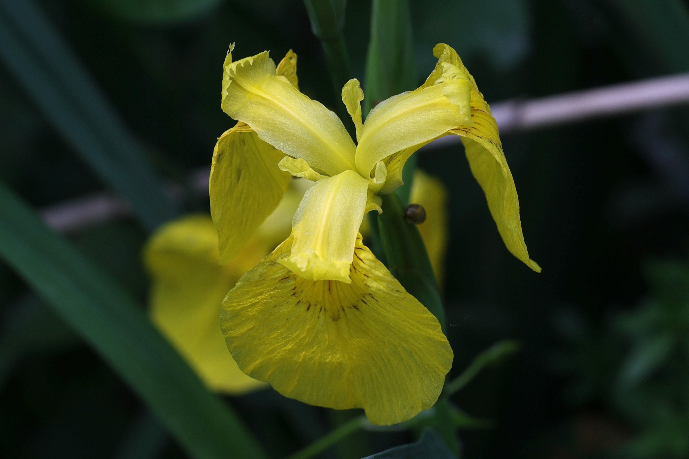 iris_pseudacorus4amd