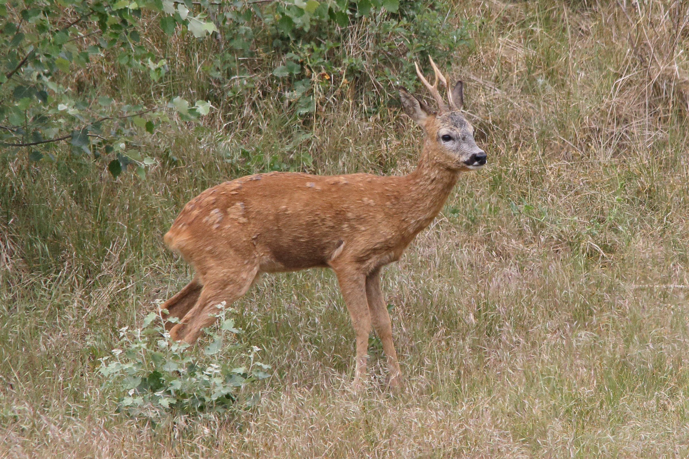 capreolus_capreolus1md