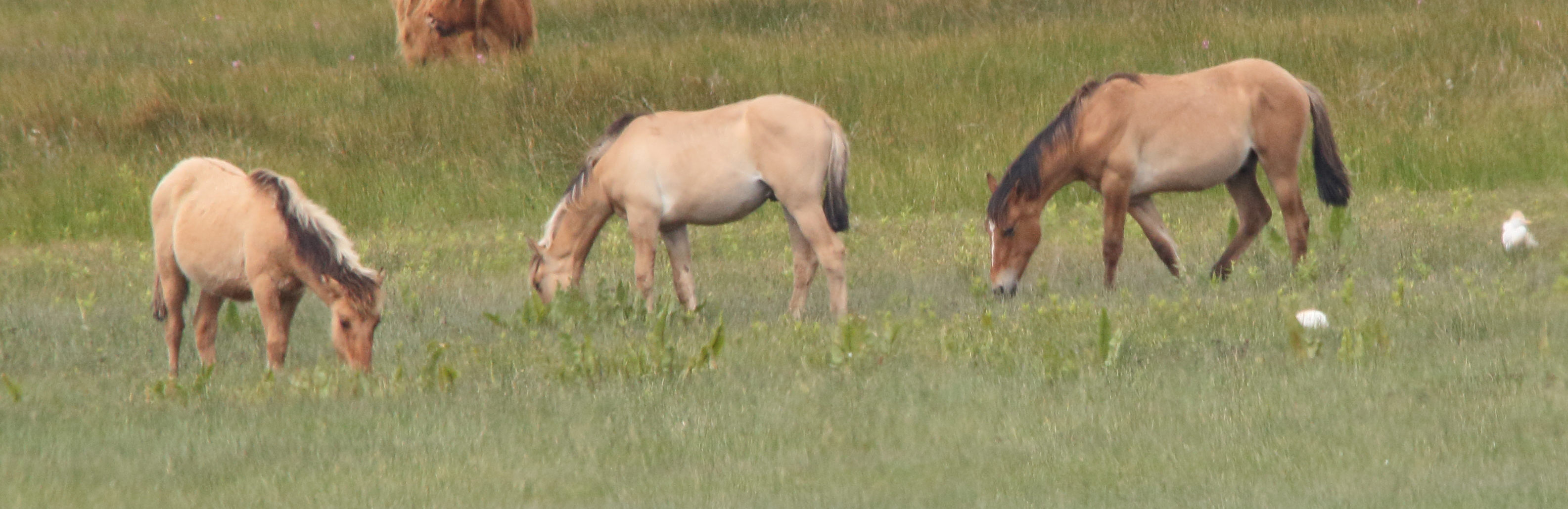 equus_caballus_henson