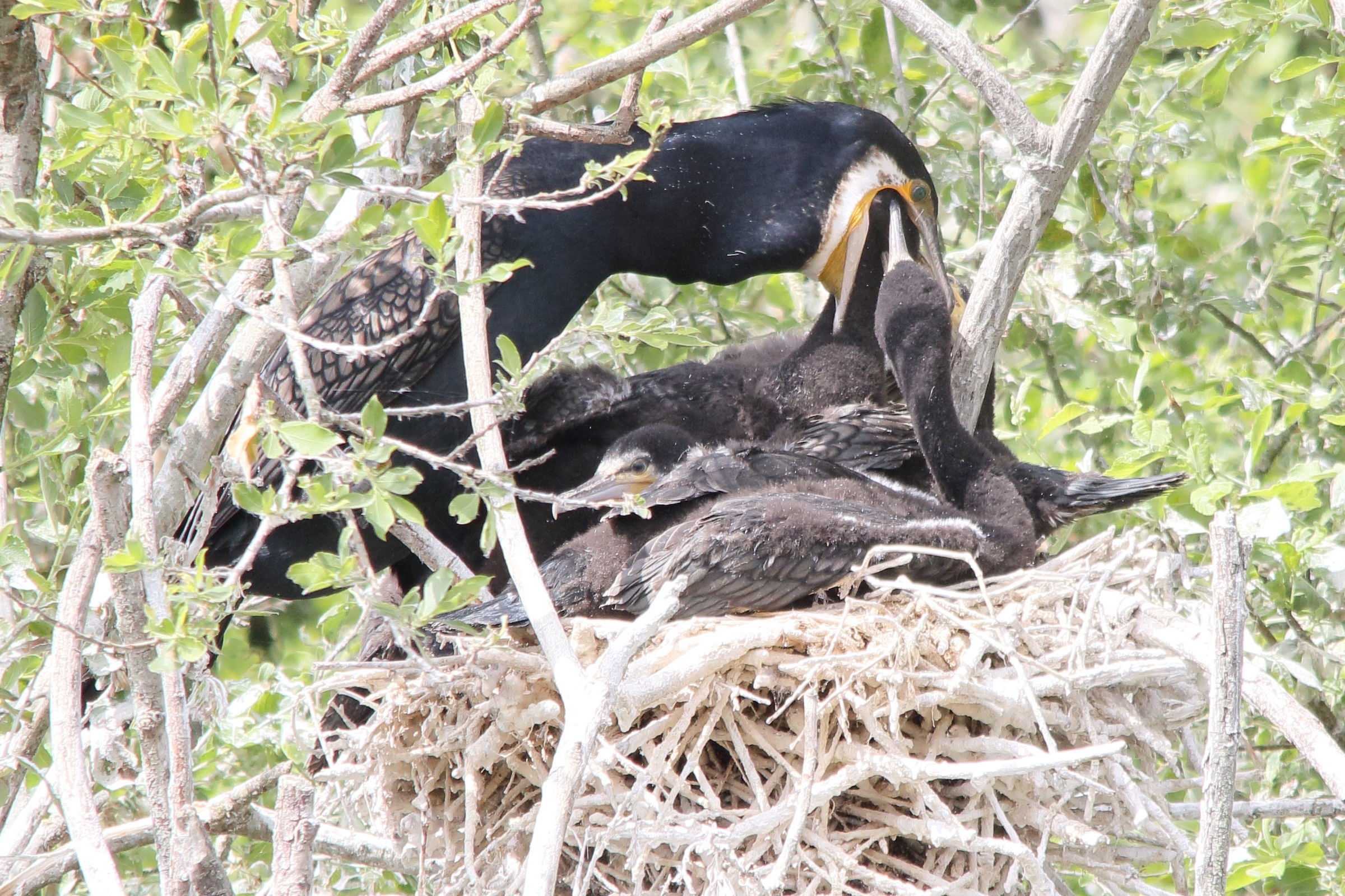 grand_cormoran_-_phalacrocorax_carbo21md