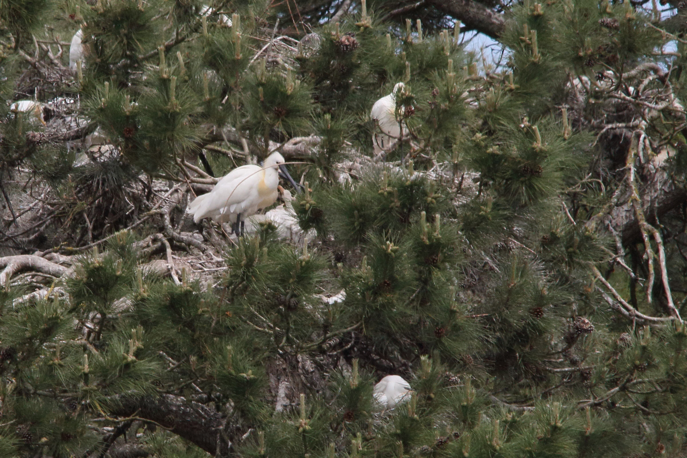 heron_gardeboeufs_-_ardea_ibis14md