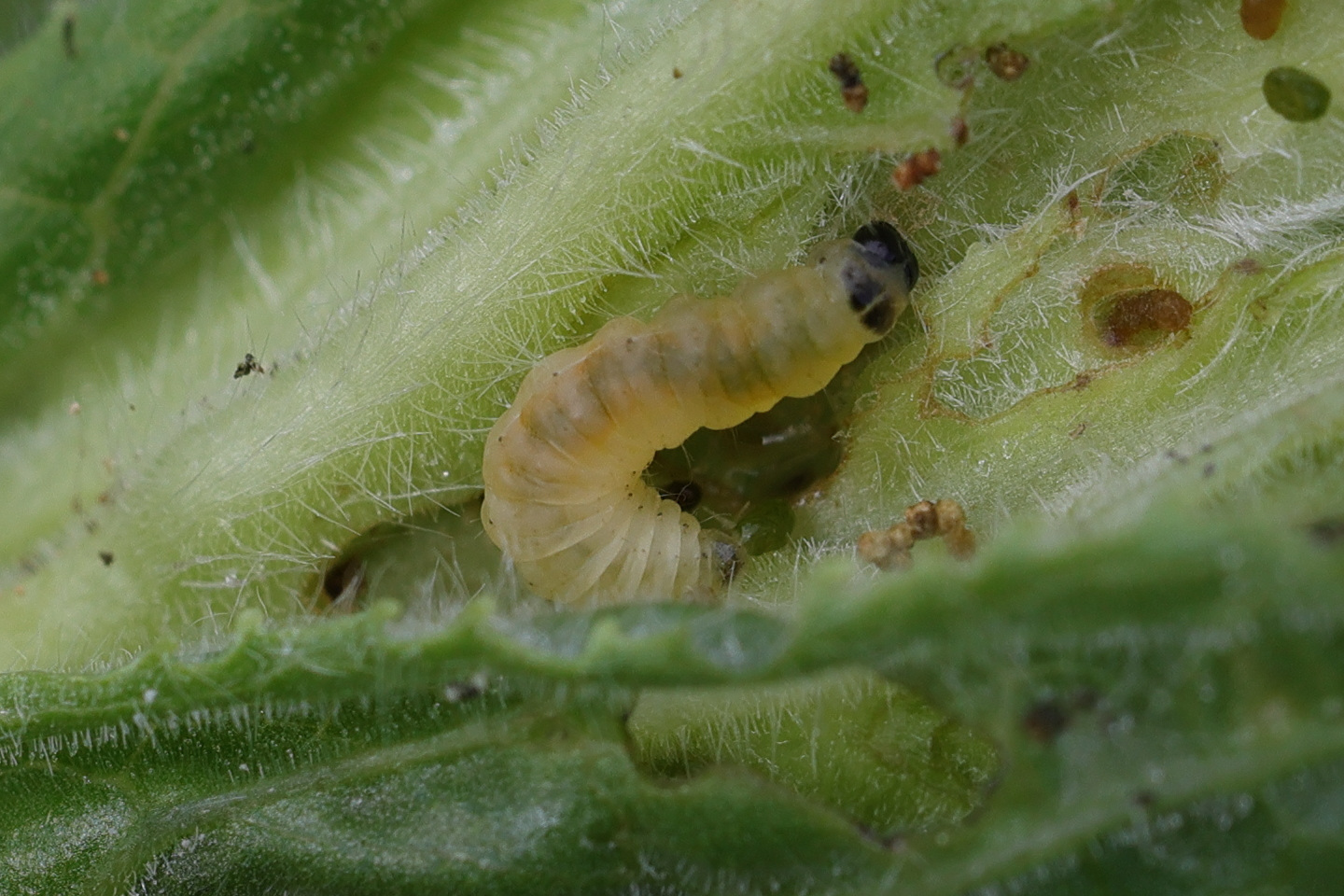 mompha_epilobiella_ch5md