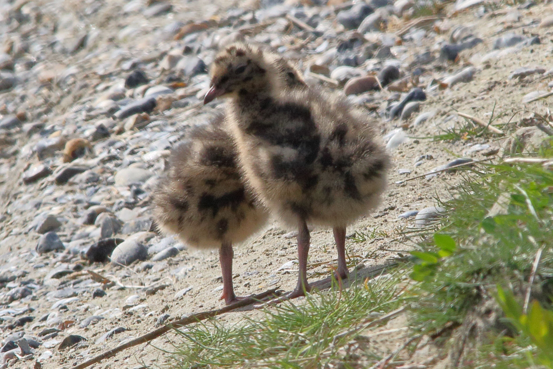 Afficher le média mouette_rieuse_-_chroicocephalus_ridibundus24md mouette_rieuse_-_chroicocephalus_ridibundus24md