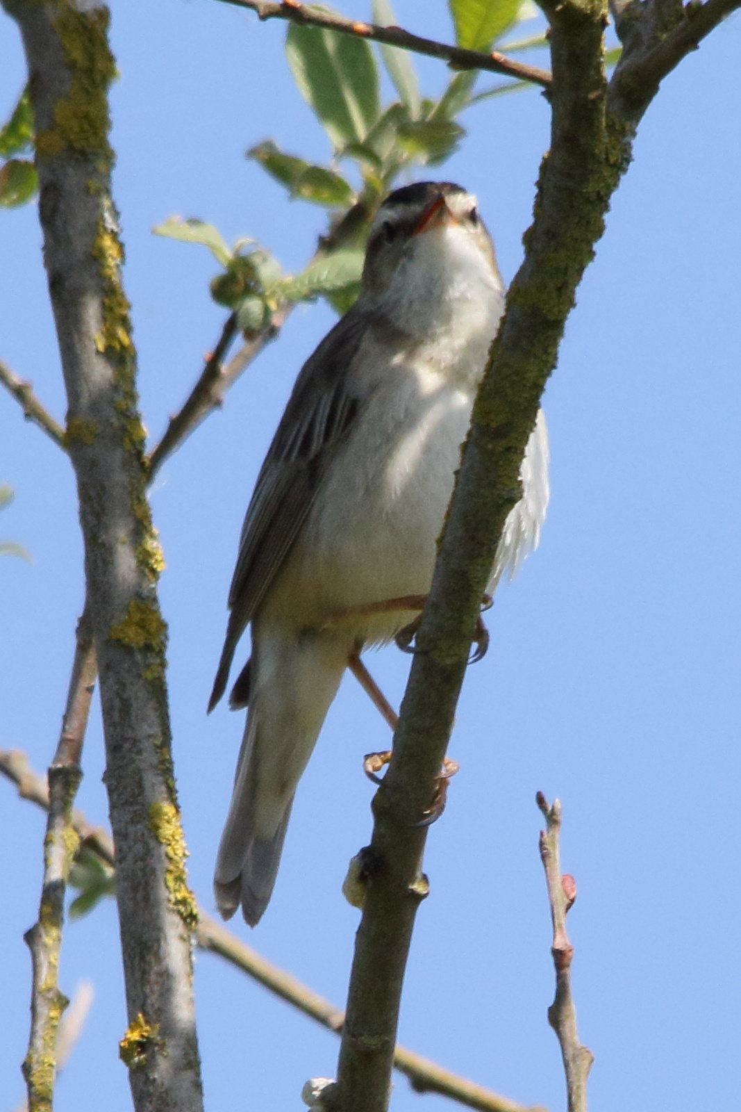 Afficher le média phragmite_des_joncs_-_acrocephalus_schoenobaenus2md phragmite_des_joncs_-_acrocephalus_schoenobaenus2md