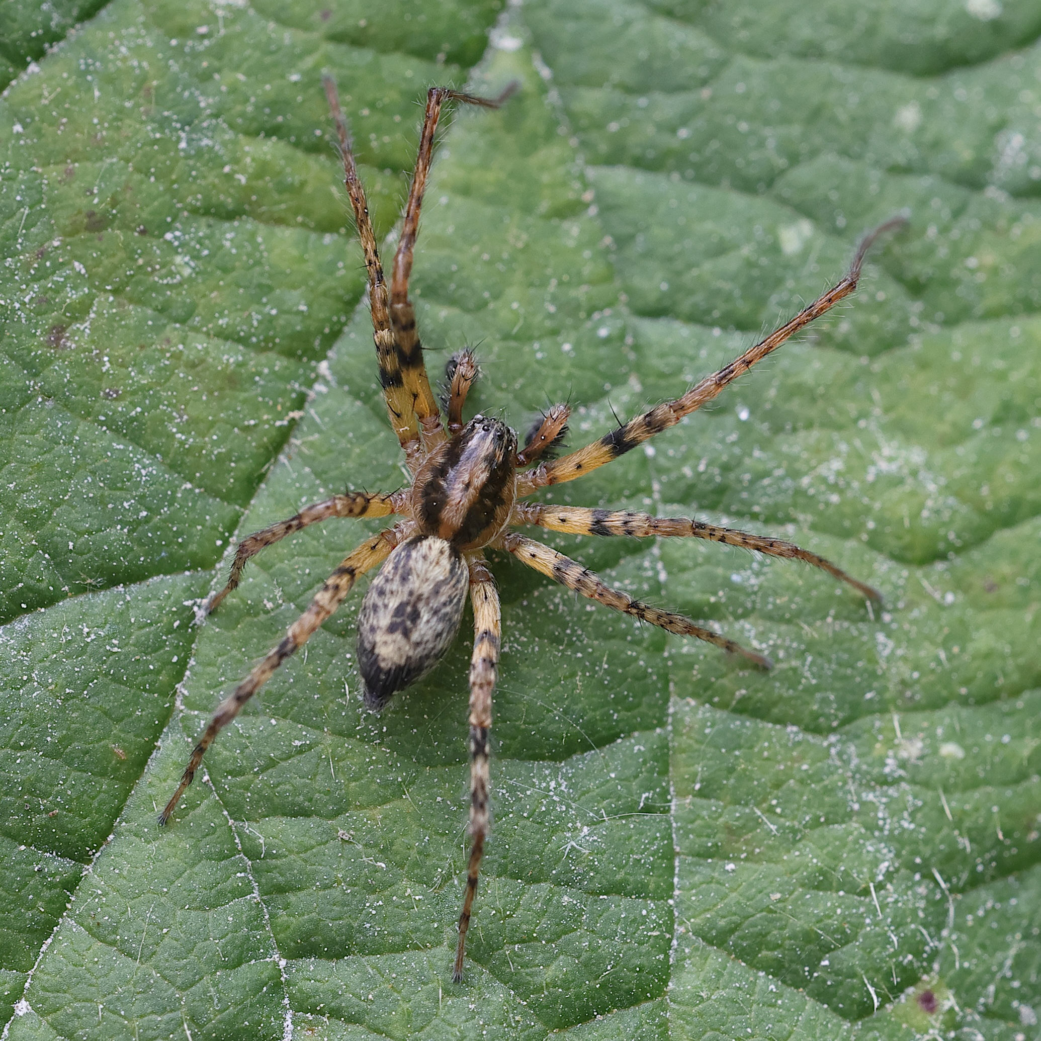 anyphaena_accentuata7md