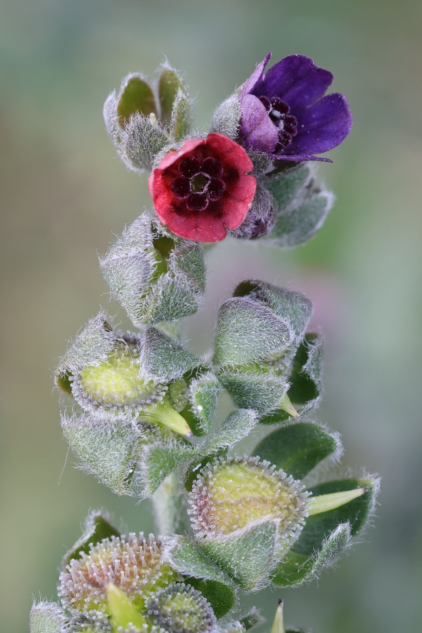 Afficher le média cynoglossum_officinale2md cynoglossum_officinale2md