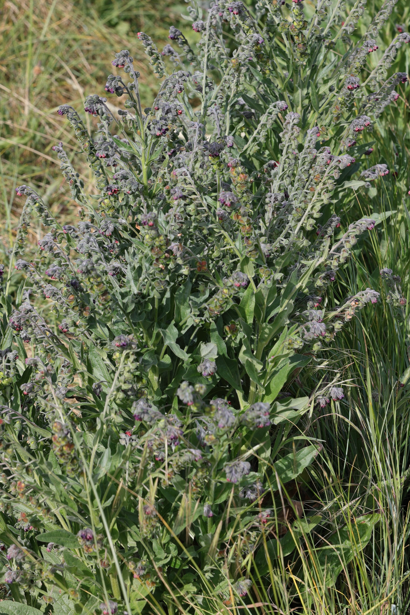 Afficher le média cynoglossum_officinale5md cynoglossum_officinale5md