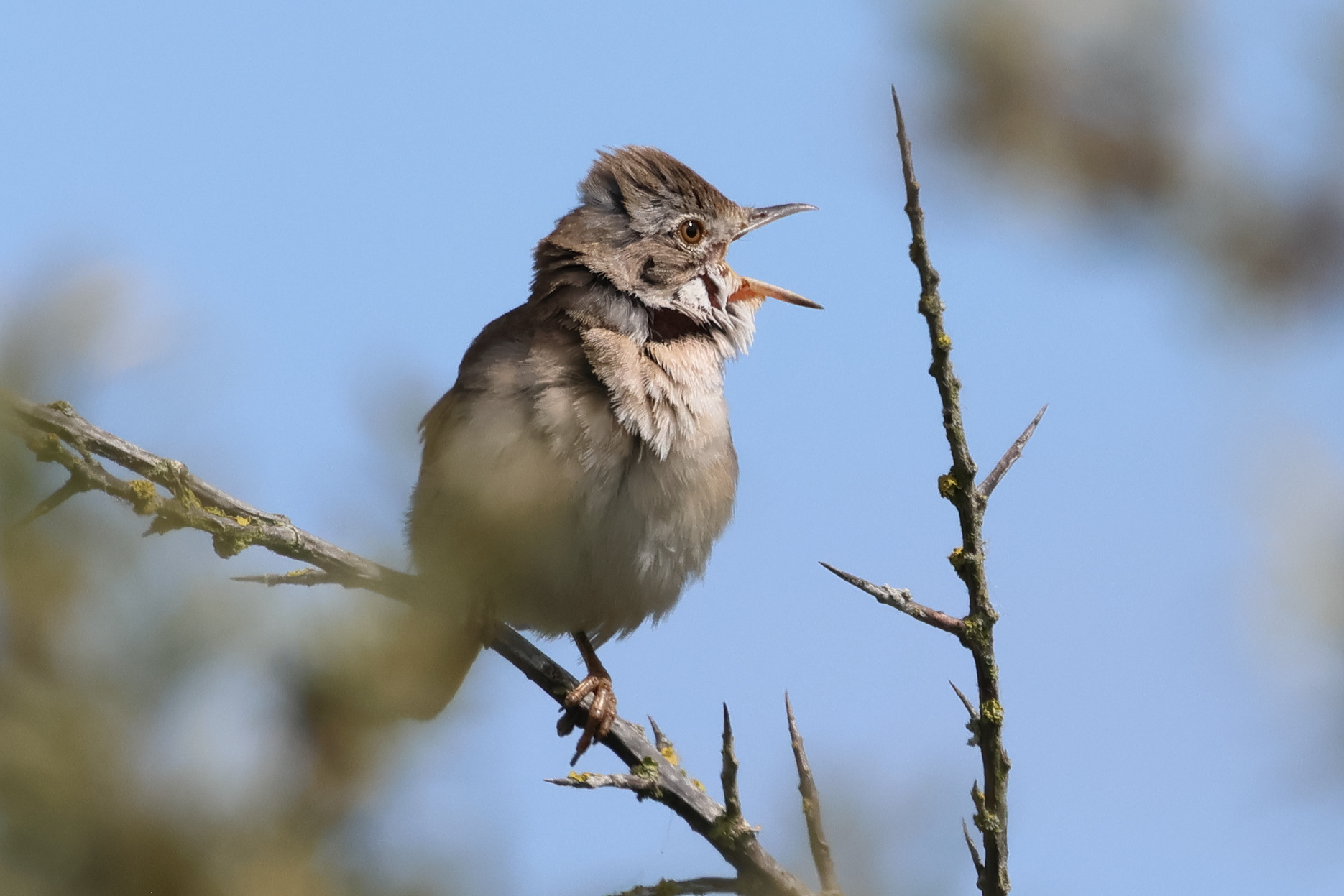 fauvette_grisette_-_curruca_communis9bd