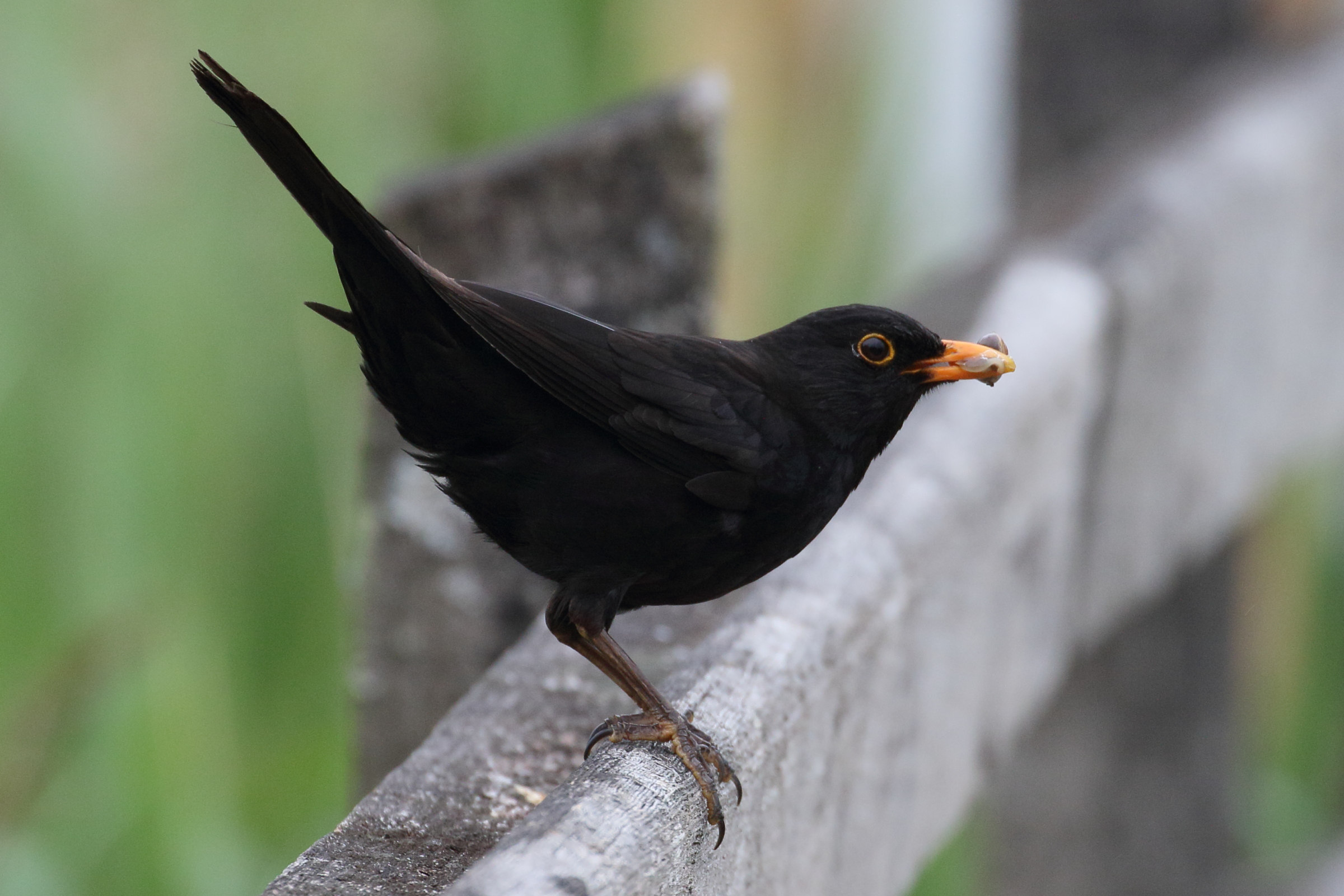 merle_noir_-_turdus_merula11md