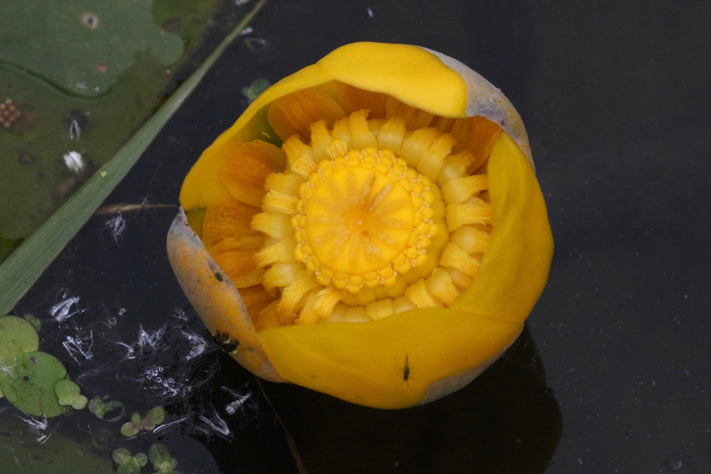 nuphar_lutea2md