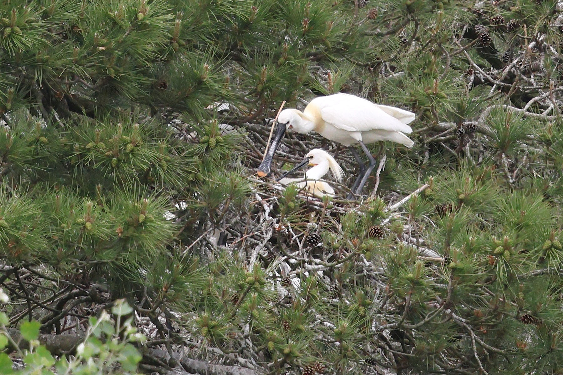 Afficher le média spatule_blanche_-_spatalea_leucorodia14bd spatule_blanche_-_spatalea_leucorodia14bd